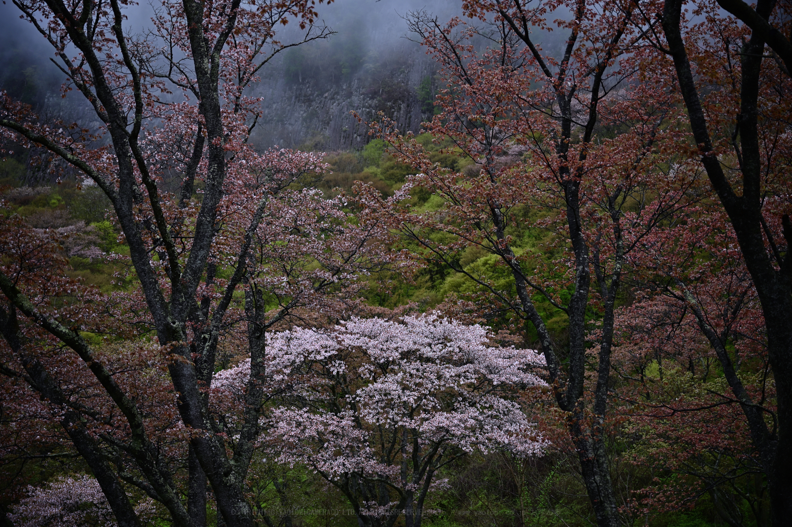 https://www.yaotomi.co.jp/blog/walk/DSC_1339_NDXko_2019yaotomi.jpg