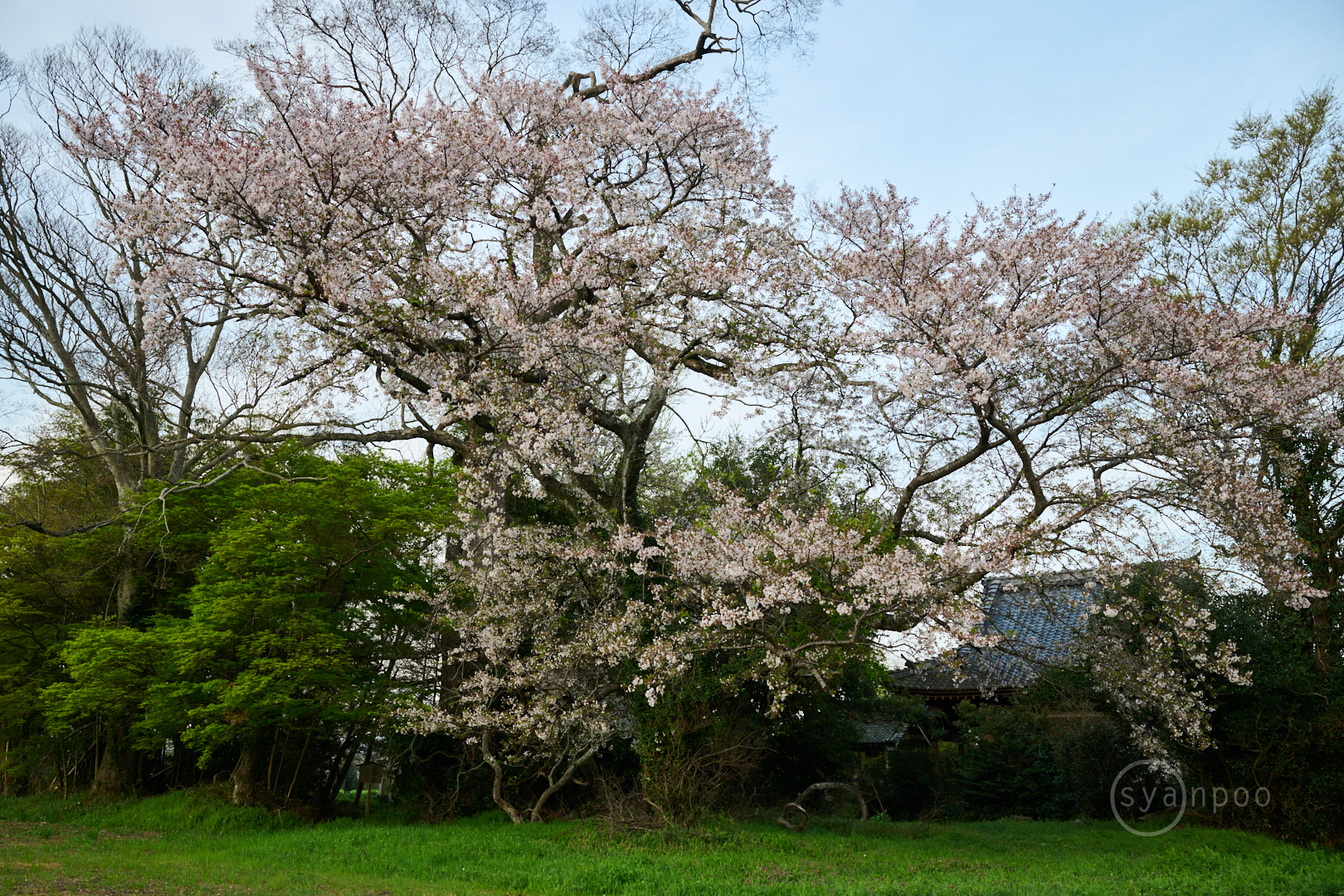 https://www.yaotomi.co.jp/blog/walk/DSC_1349my%2C30%20mm%2CF10%2Ciso450%28High%20efficiency%20RAW%29.jpg