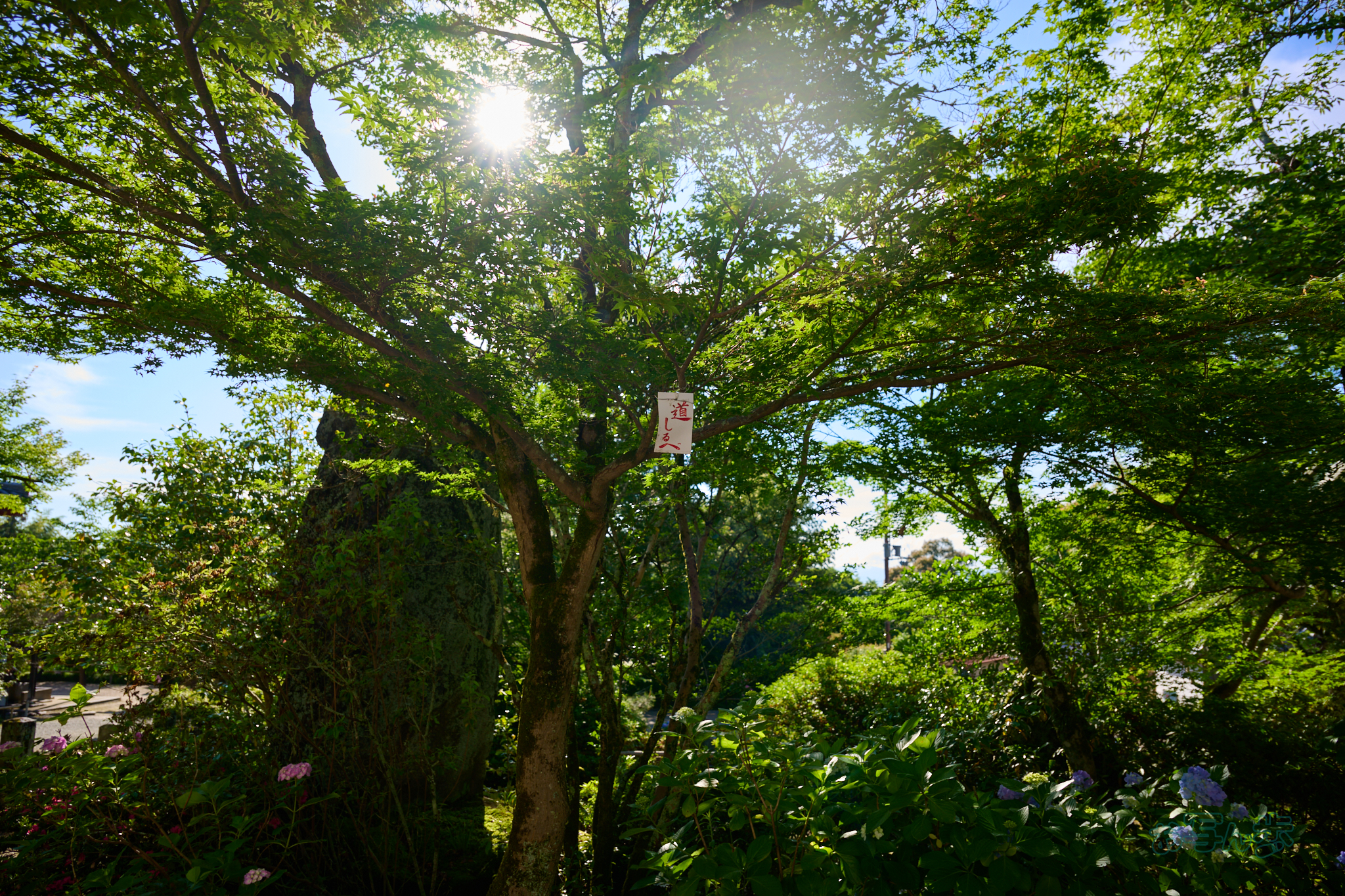 https://www.yaotomi.co.jp/blog/walk/DSC_1363co%2C24%20mm%2CF4%2Ciso100%2CNIKKOR%20Z%2024-120mm%20f-4%20S.jpg
