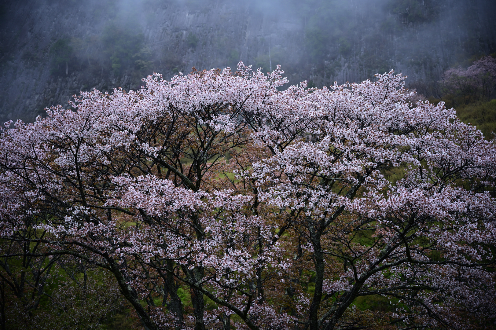 https://www.yaotomi.co.jp/blog/walk/DSC_1377_NDXko_2019yaotomi.jpg