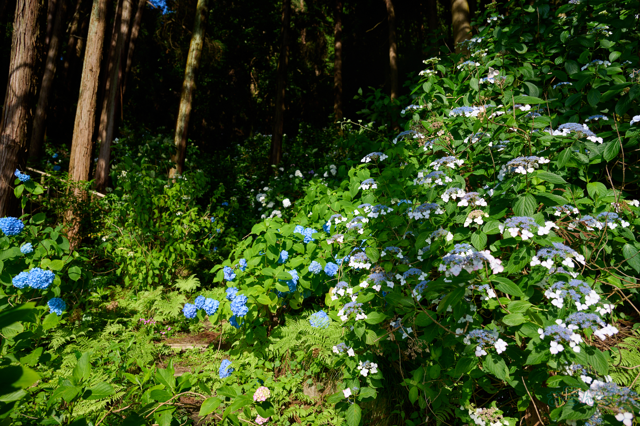 https://www.yaotomi.co.jp/blog/walk/DSC_1394co%2C27%20mm%2CF4%2Ciso100%2CNIKKOR%20Z%2024-120mm%20f-4%20S.jpg