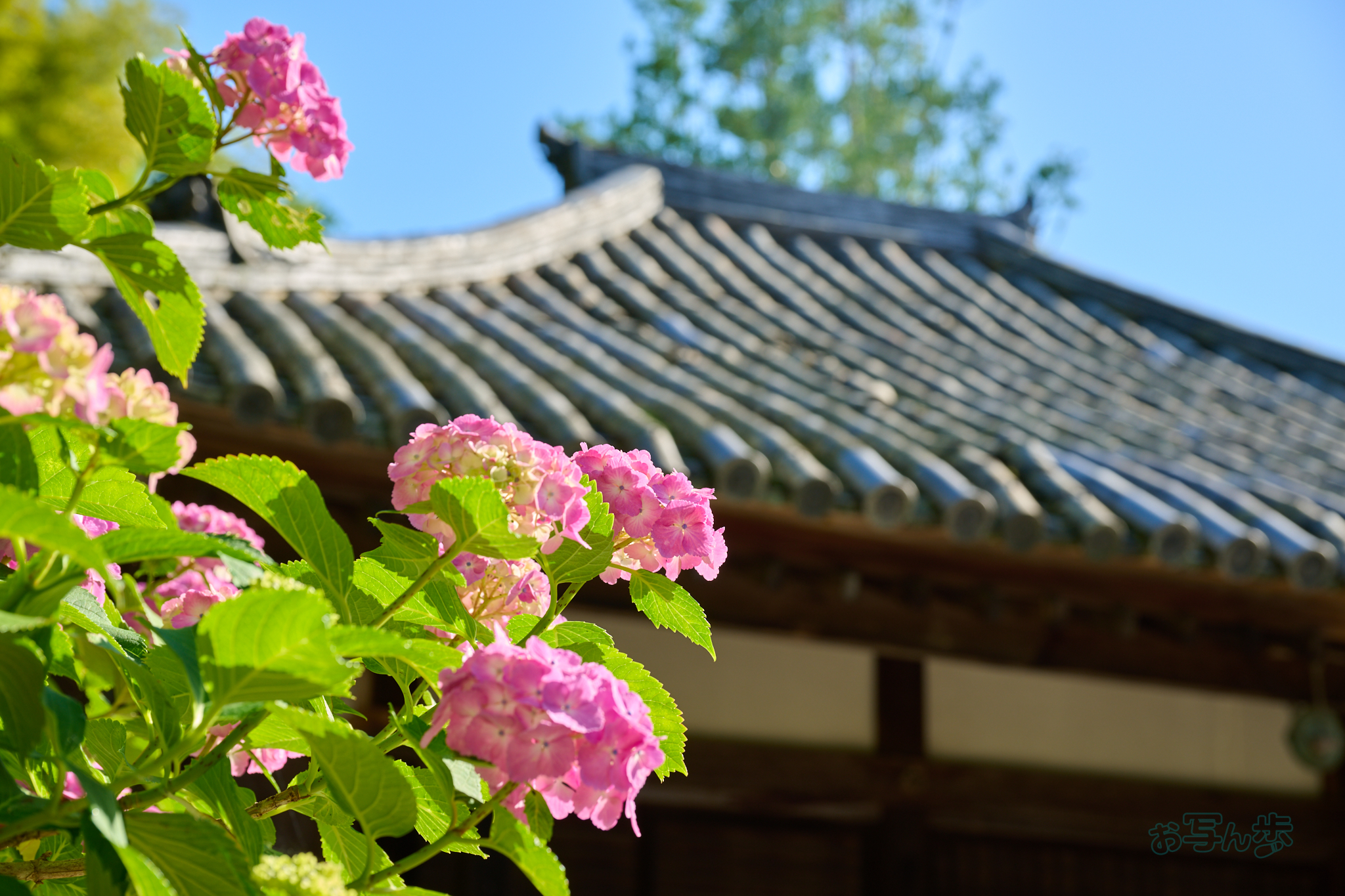 https://www.yaotomi.co.jp/blog/walk/DSC_1516co%2C66%20mm%2CF6.3%2Ciso100%2CNIKKOR%20Z%2024-120mm%20f-4%20S.jpg
