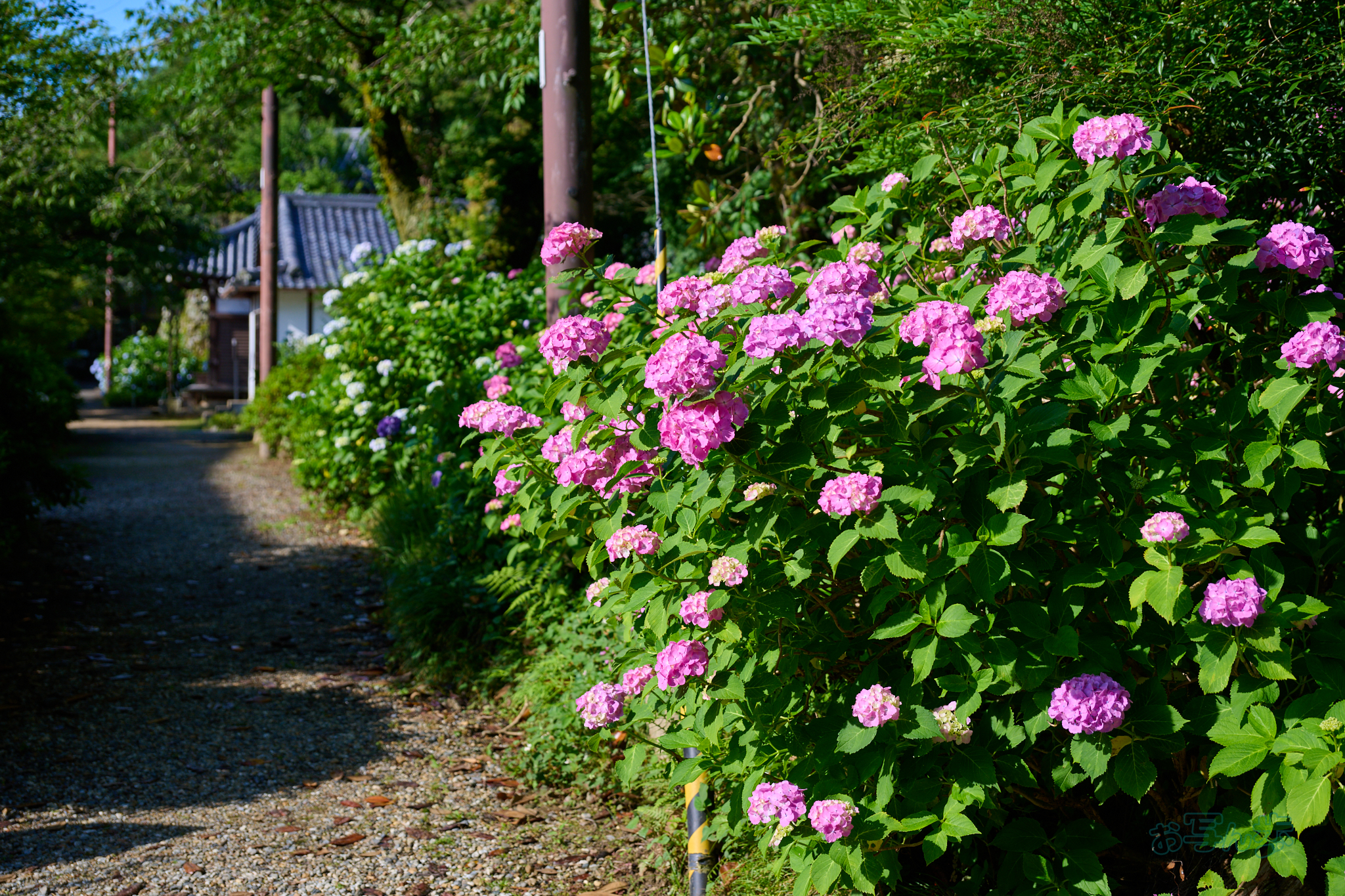 https://www.yaotomi.co.jp/blog/walk/DSC_1525co%2C48%20mm%2CF4%2Ciso100%2CNIKKOR%20Z%2024-120mm%20f-4%20S.jpg
