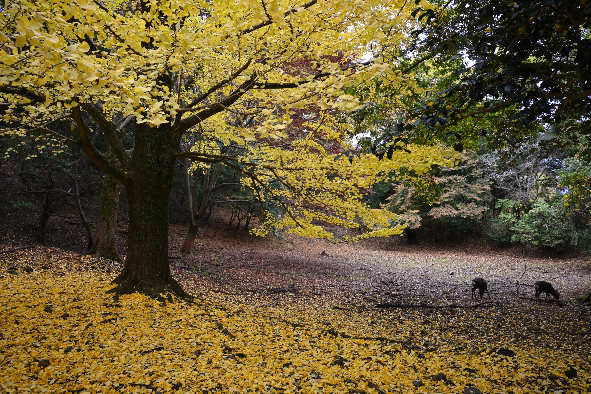 https://www.yaotomi.co.jp/blog/walk/DSC_1559%2CNDX%2C18%20mm%2CF9_iso400_2019yaotomi%201.jpg