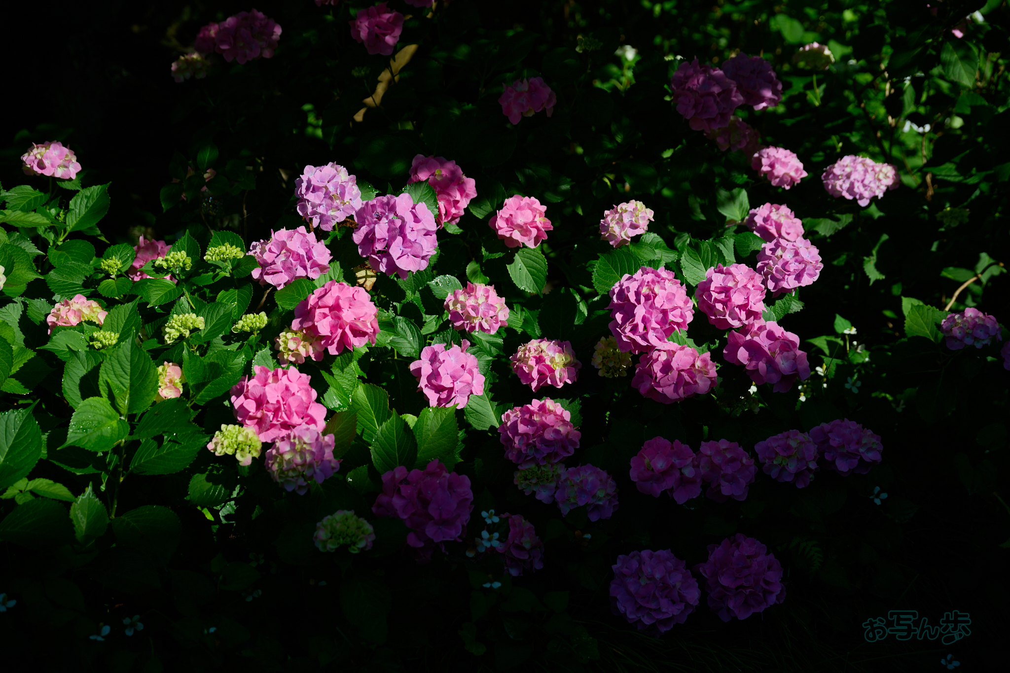https://www.yaotomi.co.jp/blog/walk/DSC_1563co%2C63%20mm%2CF4%2Ciso100%2CNIKKOR%20Z%2024-120mm%20f-4%20S.jpg