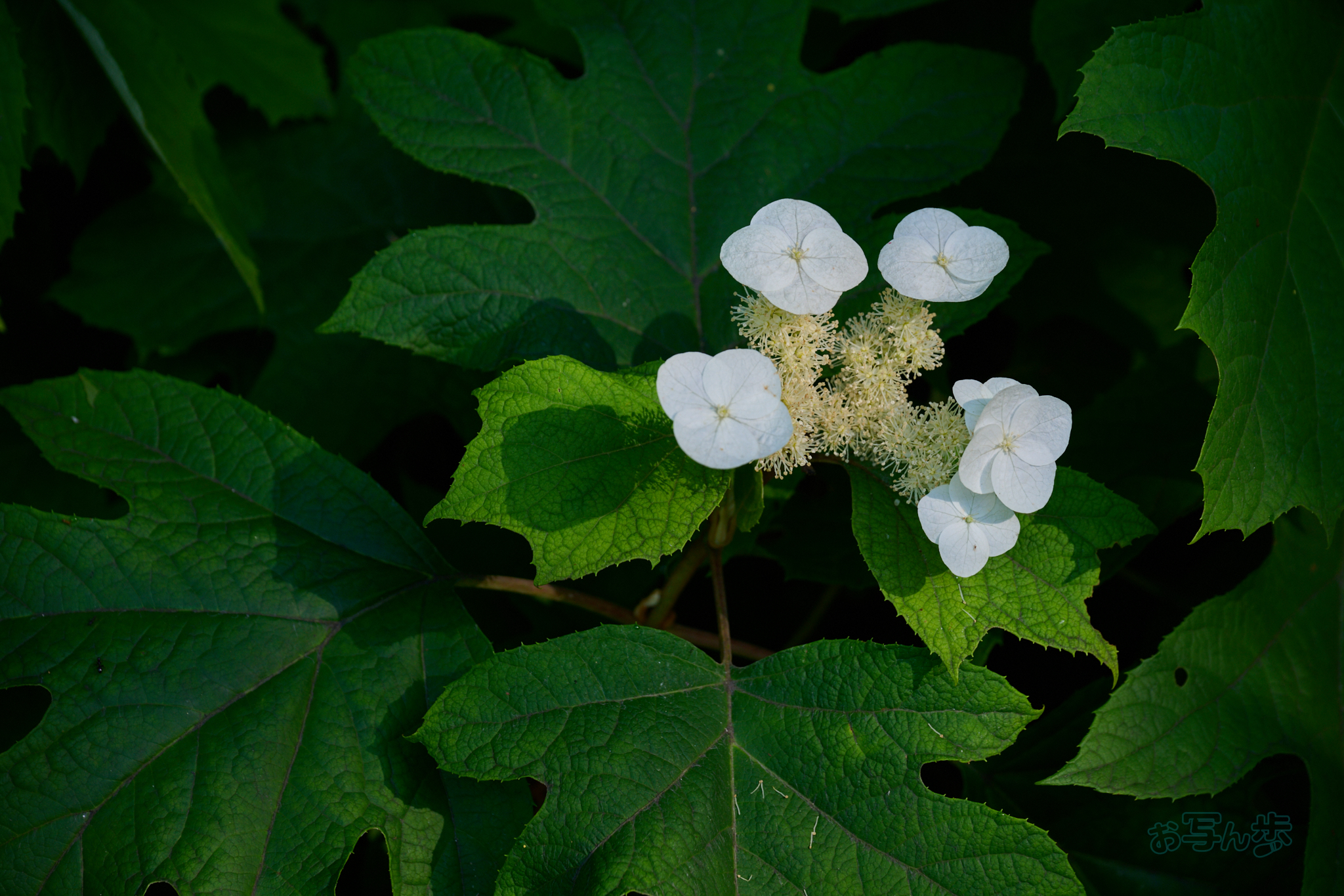 https://www.yaotomi.co.jp/blog/walk/DSC_1585co%2C120%20mm%2CF6.3%2Ciso200%2CNIKKOR%20Z%2024-120mm%20f-4%20S.jpg