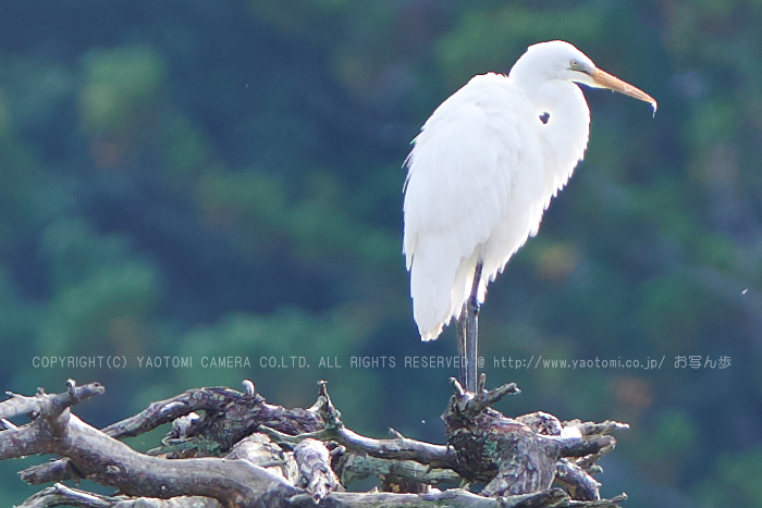 DSC_1600,200 mm,17-09-30_yaotomi 2.jpg