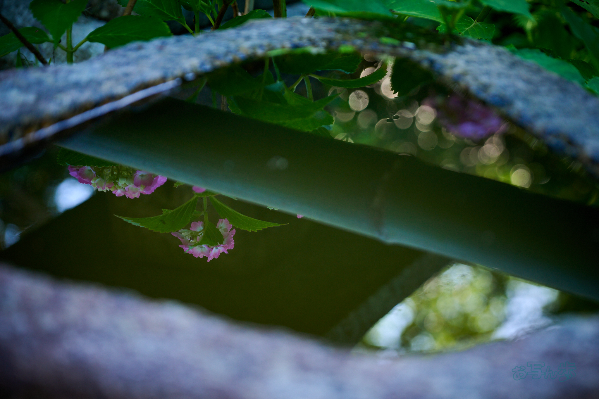 https://www.yaotomi.co.jp/blog/walk/DSC_1609co%2C110%20mm%2CF4%2Ciso560%2CNIKKOR%20Z%2024-120mm%20f-4%20S.jpg