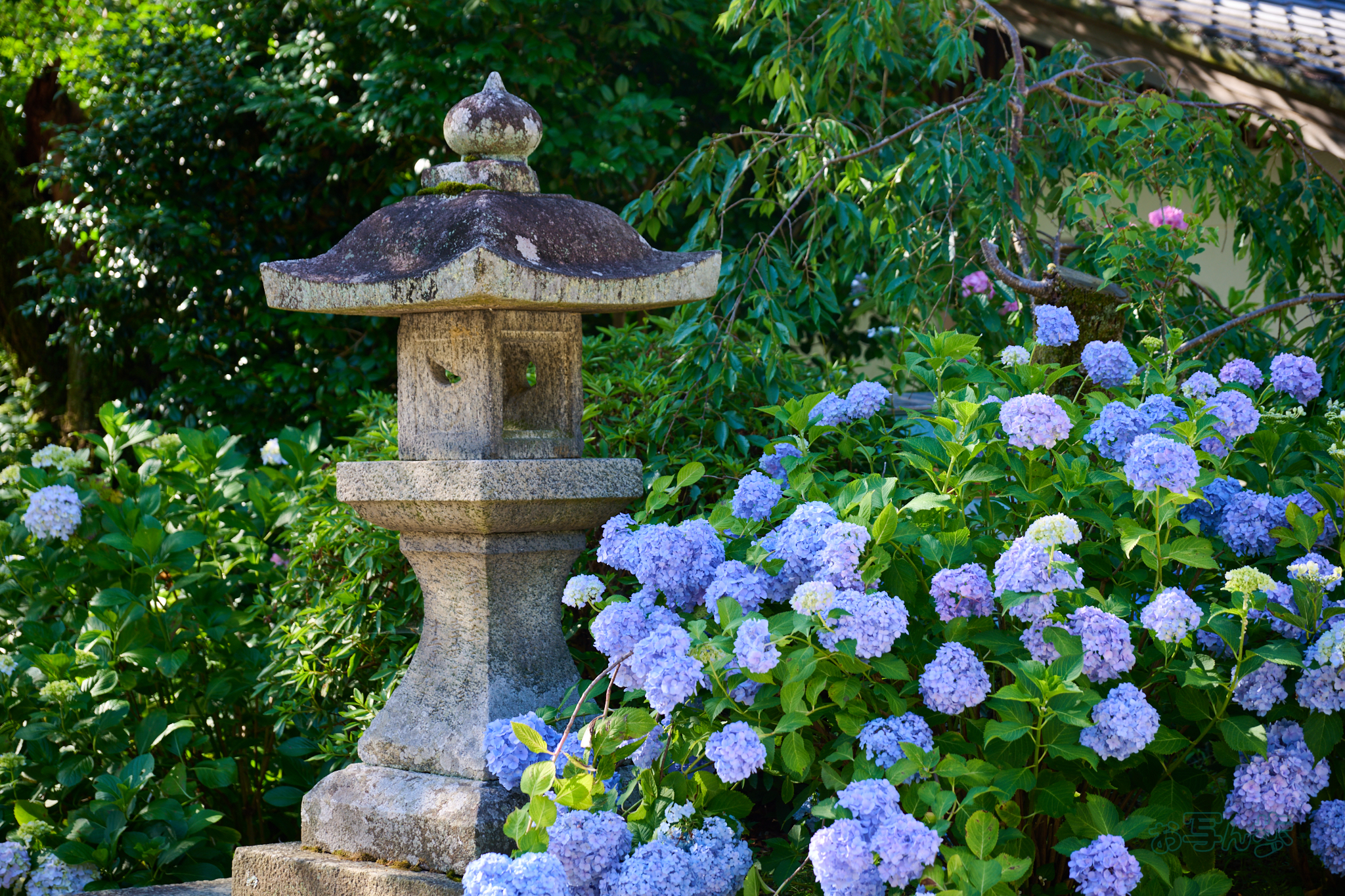 https://www.yaotomi.co.jp/blog/walk/DSC_1627co%2C87%20mm%2CF4%2Ciso100%2CNIKKOR%20Z%2024-120mm%20f-4%20S.jpg