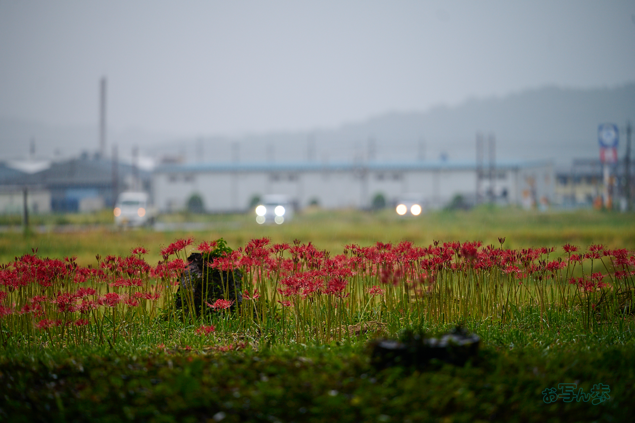 https://www.yaotomi.co.jp/blog/walk/DSC_1659co%2C180%20mm%2CF3.2%2Ciso140%28RAW%20S%29.jpg
