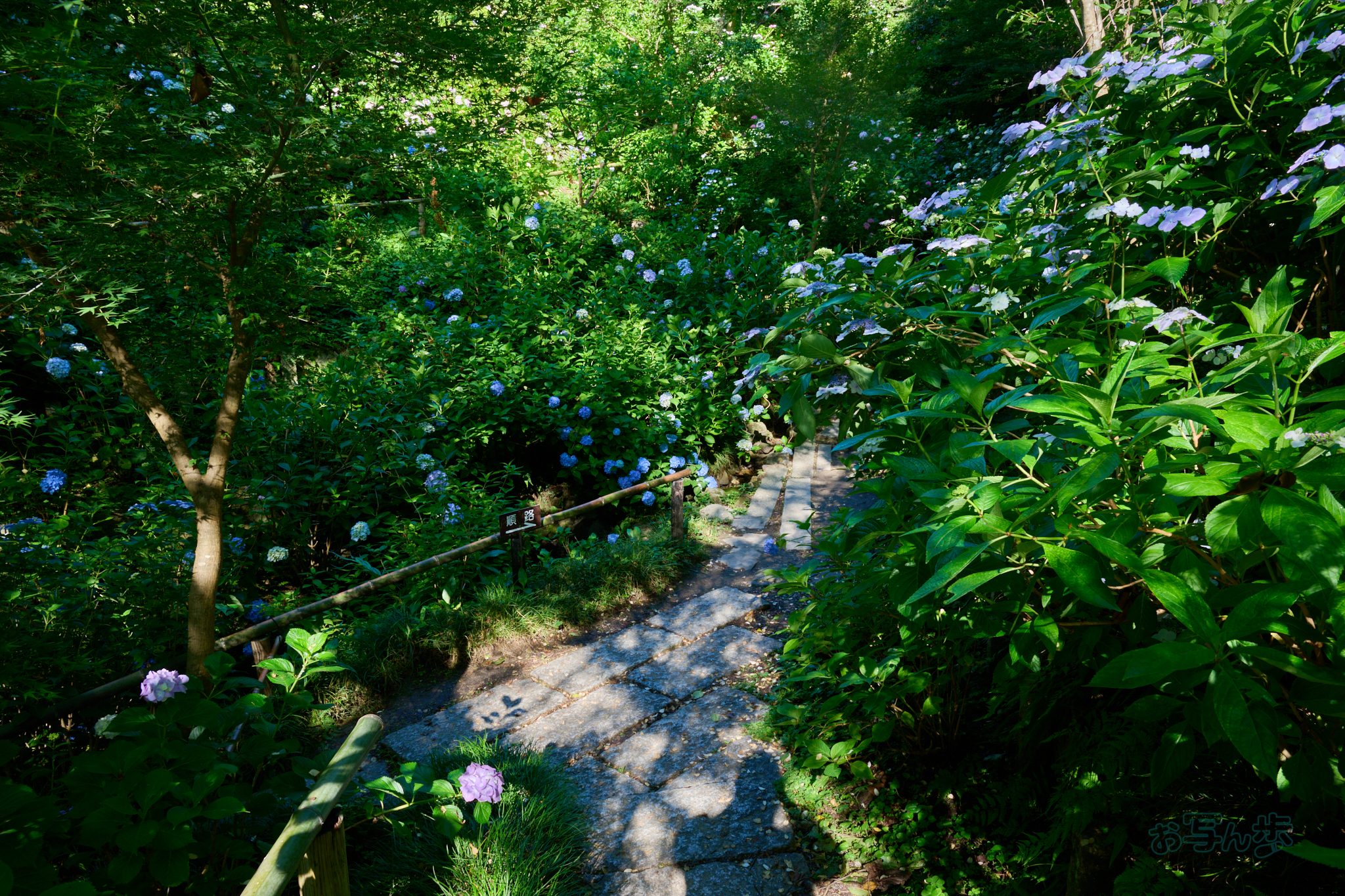 https://www.yaotomi.co.jp/blog/walk/DSC_1669co%2C24%20mm%2CF11%2Ciso140%2CNIKKOR%20Z%2024-120mm%20f-4%20S.jpg