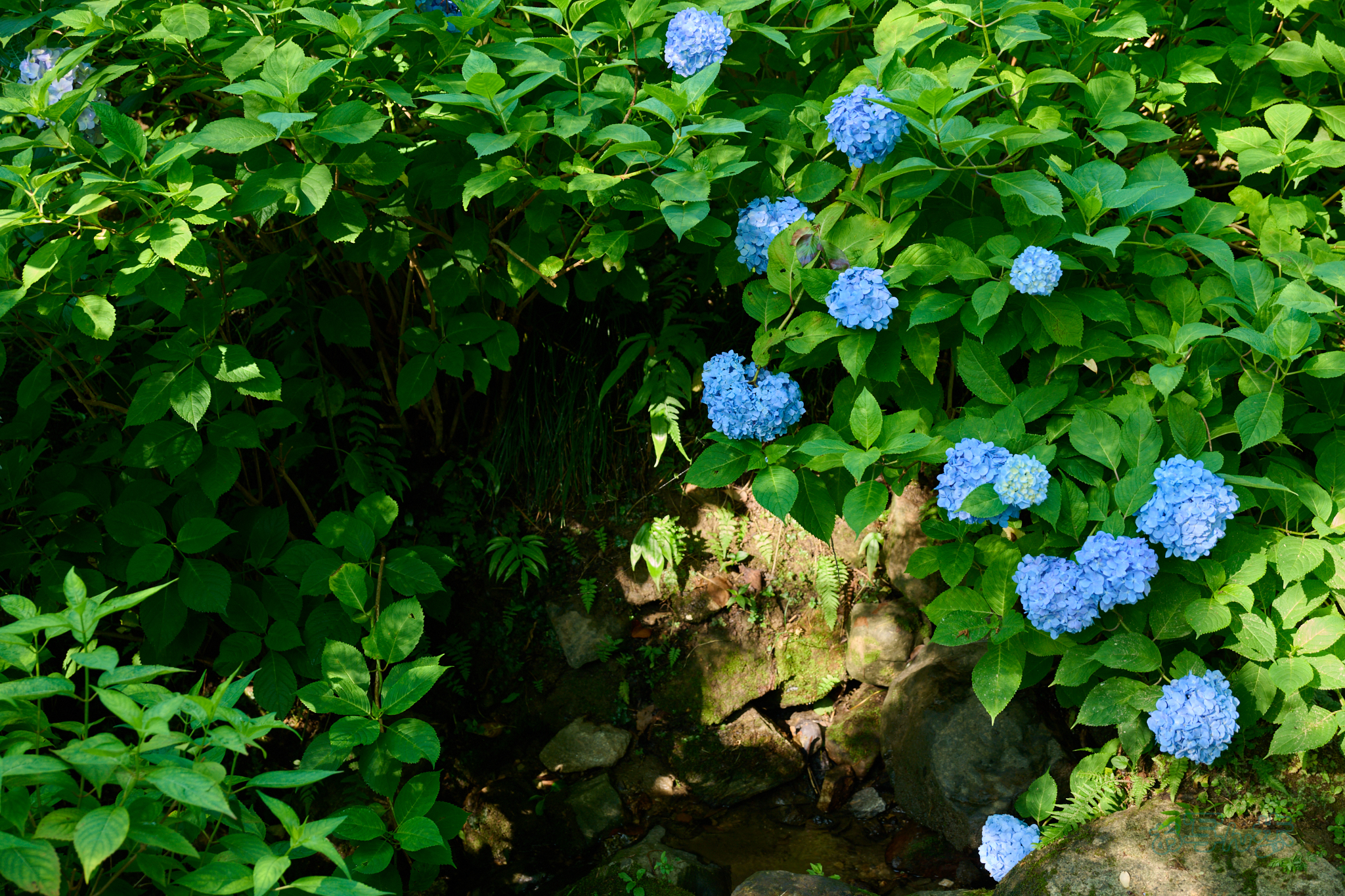 https://www.yaotomi.co.jp/blog/walk/DSC_1681co%2C50%20mm%2CF4%2Ciso220%2CNIKKOR%20Z%2024-120mm%20f-4%20S_01.jpg