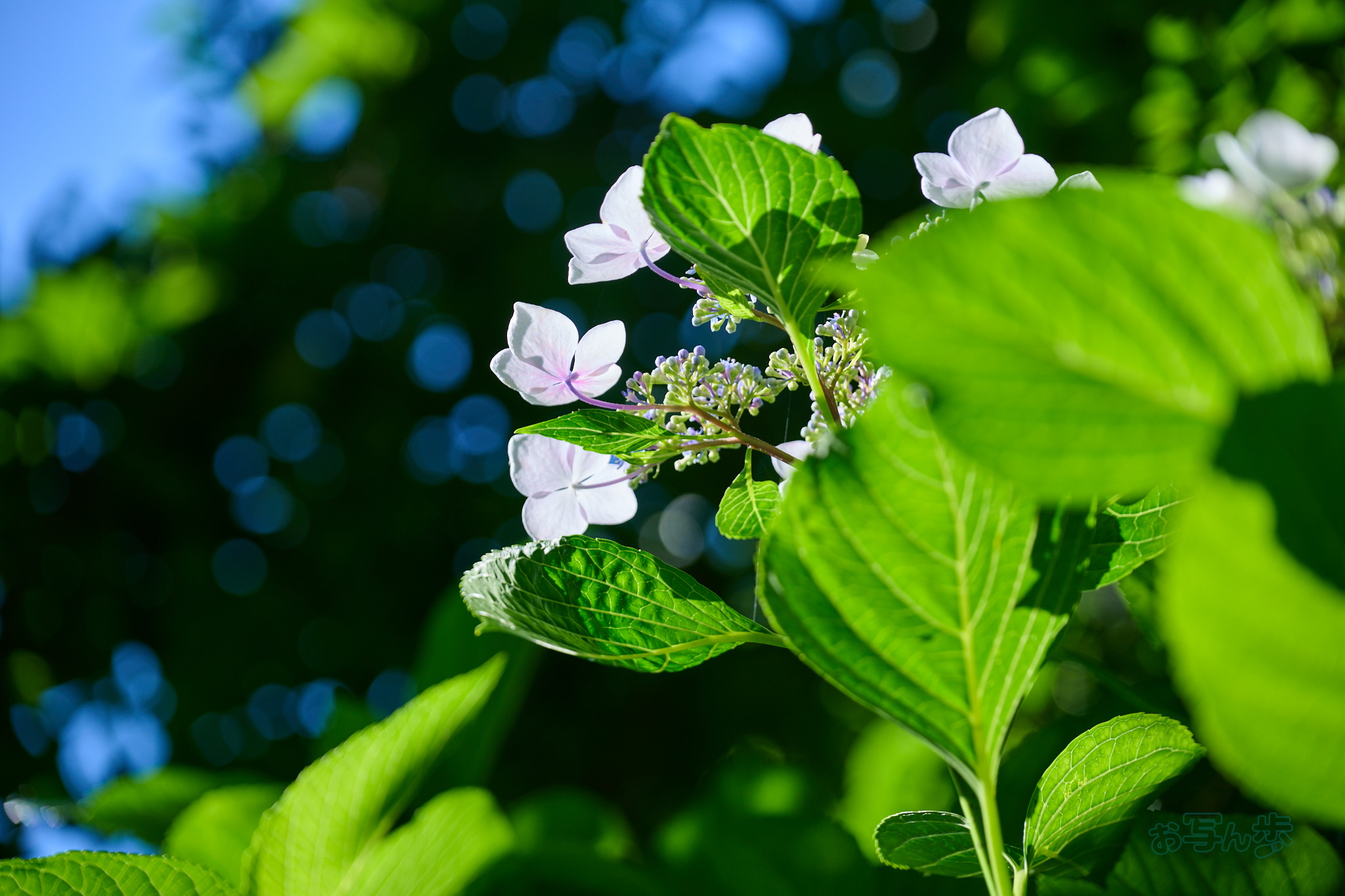 https://www.yaotomi.co.jp/blog/walk/DSC_1720co%2C110%20mm%2CF4%2Ciso100%2CNIKKOR%20Z%2024-120mm%20f-4%20S.jpg