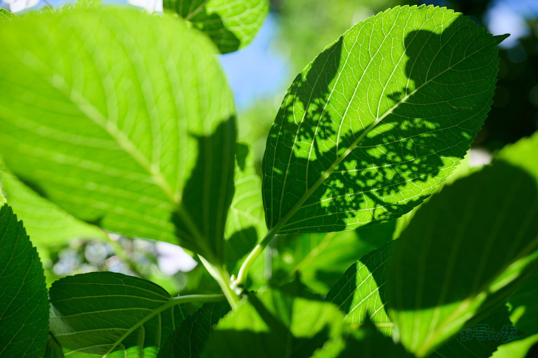 https://www.yaotomi.co.jp/blog/walk/DSC_1747co%2C66%20mm%2CF4%2Ciso100%2CNIKKOR%20Z%2024-120mm%20f-4%20S.jpg