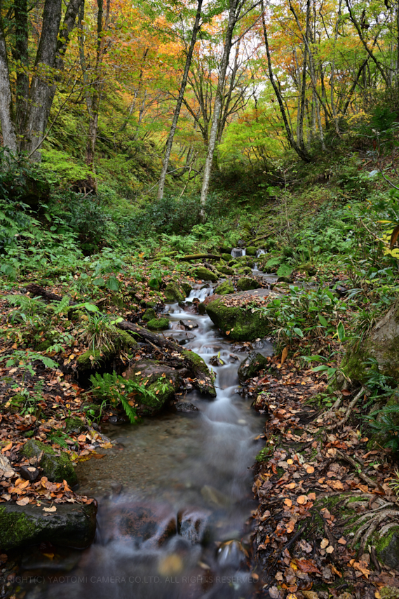 DSC_1779NX-D,24 mm,F13_iso64_2018yaotomi.jpg