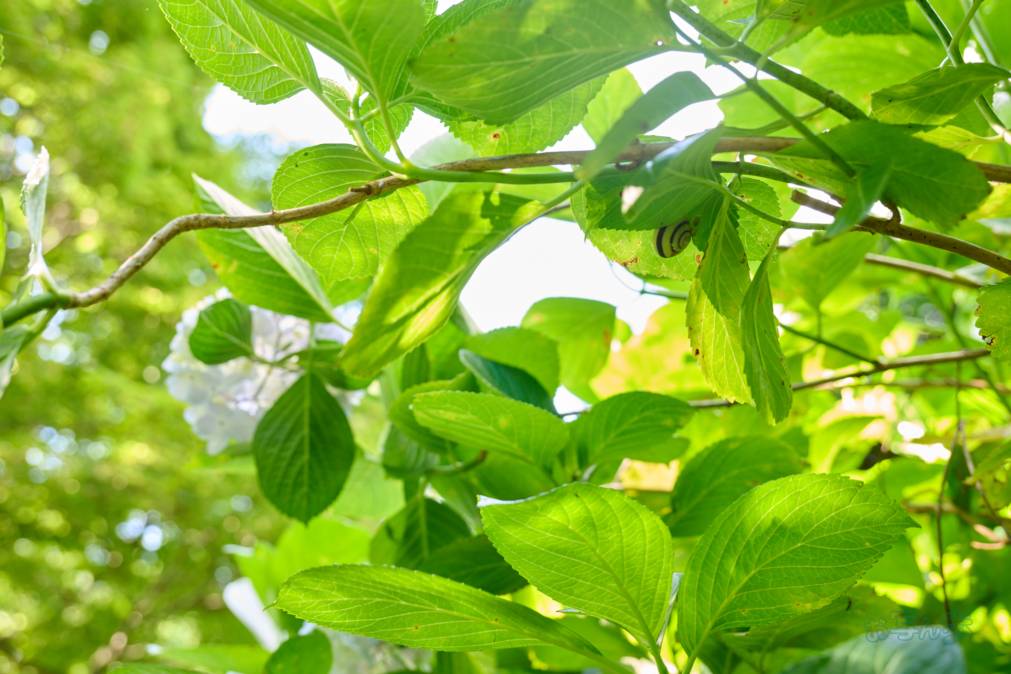 https://www.yaotomi.co.jp/blog/walk/DSC_1780co%2C44%20mm%2CF4%2Ciso450%2CNIKKOR%20Z%2024-120mm%20f-4%20S.jpg