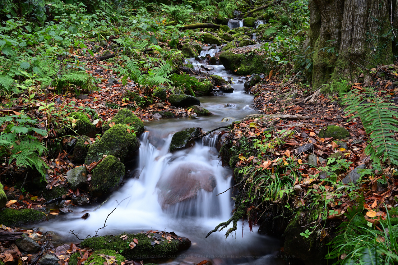 https://www.yaotomi.co.jp/blog/walk/DSC_1795NDX%20%282%29%2C49%20mm%2CF9_iso64_2018yaotomi.jpg