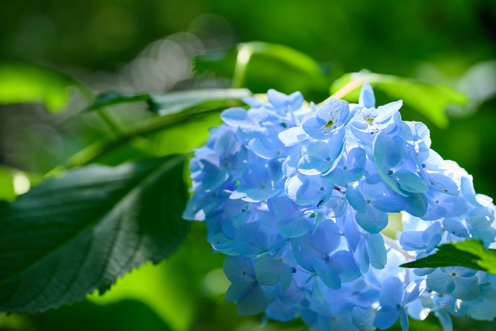 https://www.yaotomi.co.jp/blog/walk/DSC_1807co%2C120%20mm%2CF5%2Ciso280%2CNIKKOR%20Z%2024-120mm%20f-4%20S.jpg
