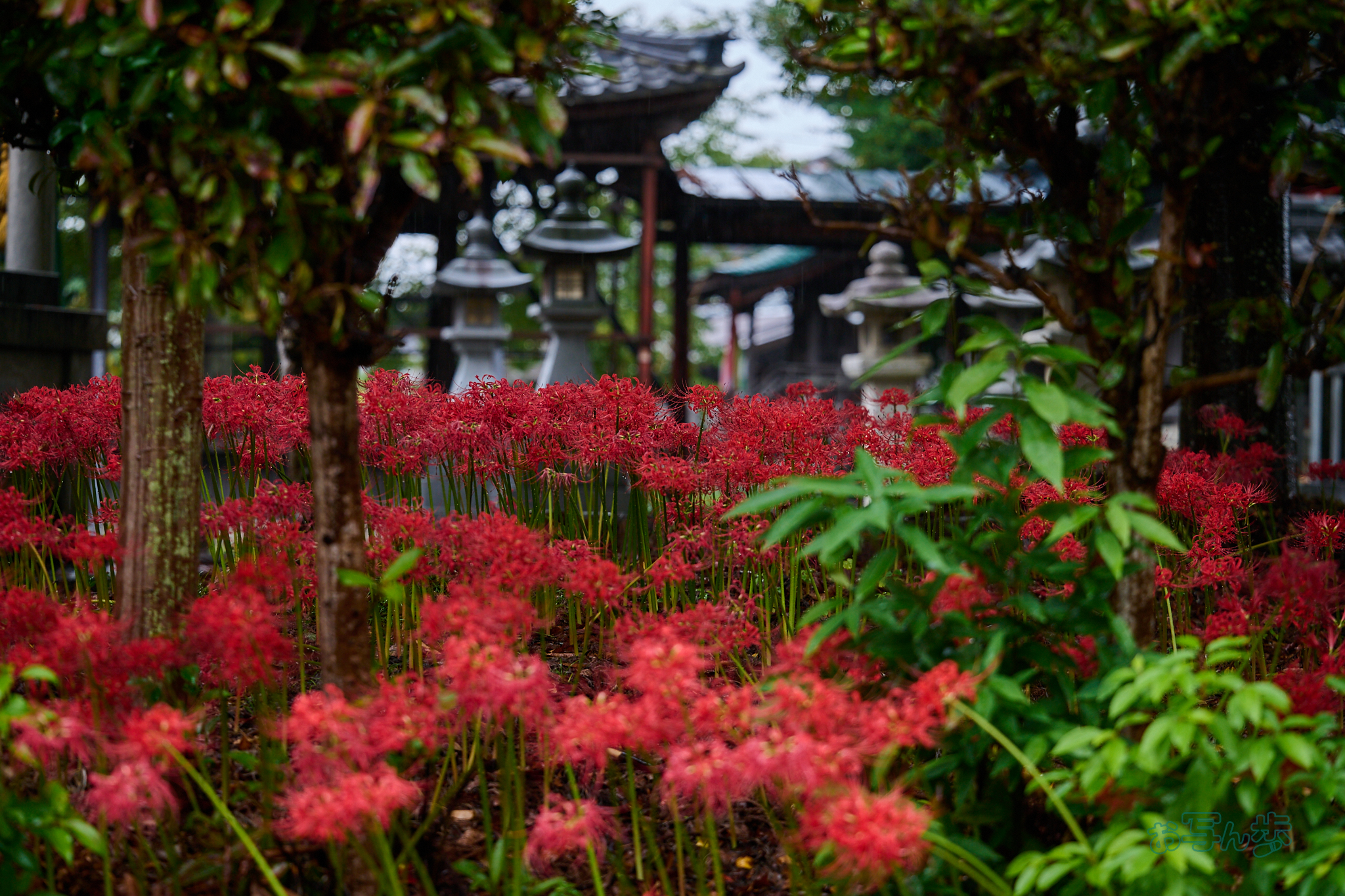 https://www.yaotomi.co.jp/blog/walk/DSC_1865co%2C97%20mm%2CF3.2%2Ciso250%28RAW%20S%29.jpg