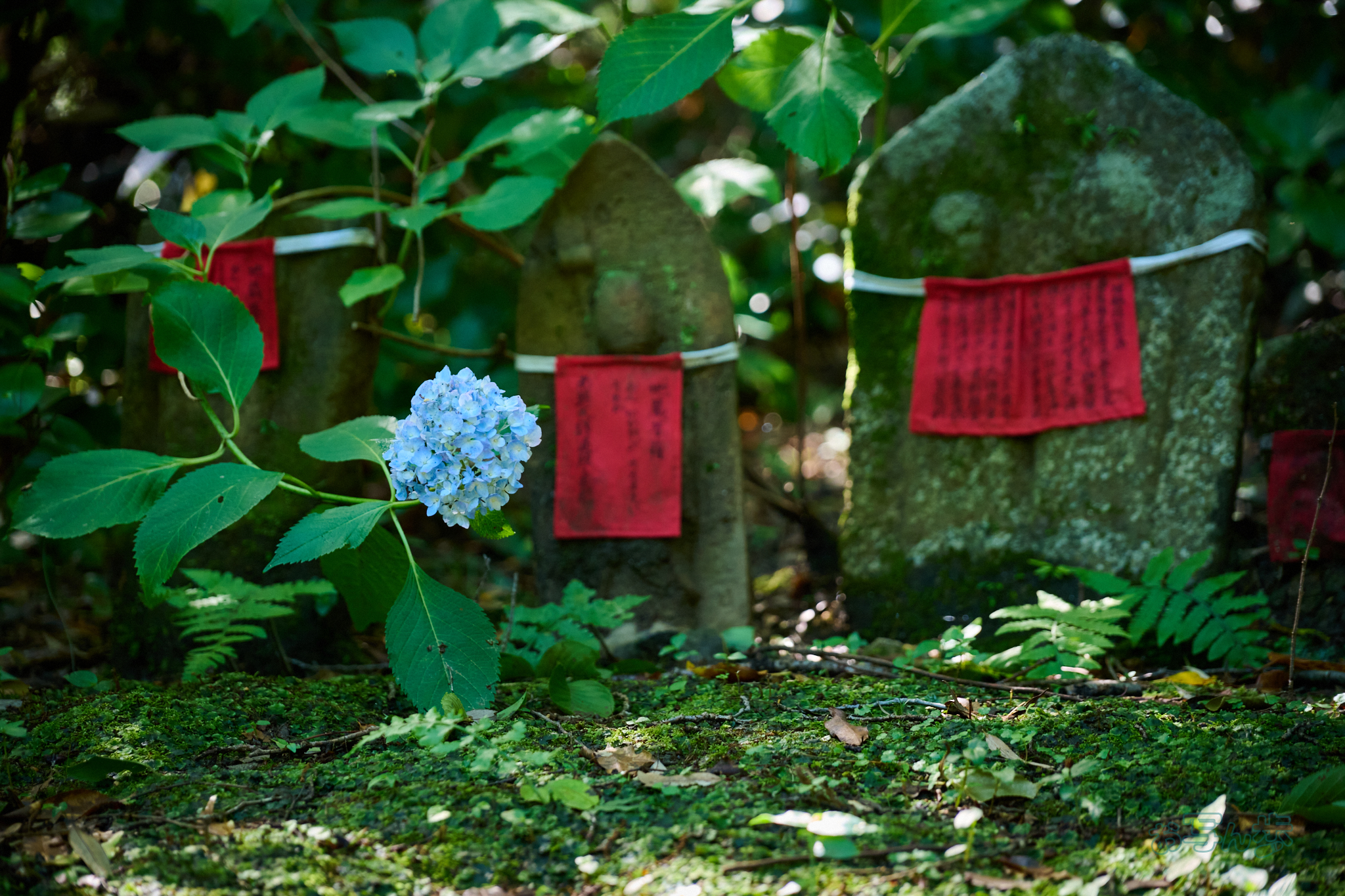 https://www.yaotomi.co.jp/blog/walk/DSC_1889co%2C120%20mm%2CF4%2Ciso2000%2CNIKKOR%20Z%2024-120mm%20f-4%20S.jpg