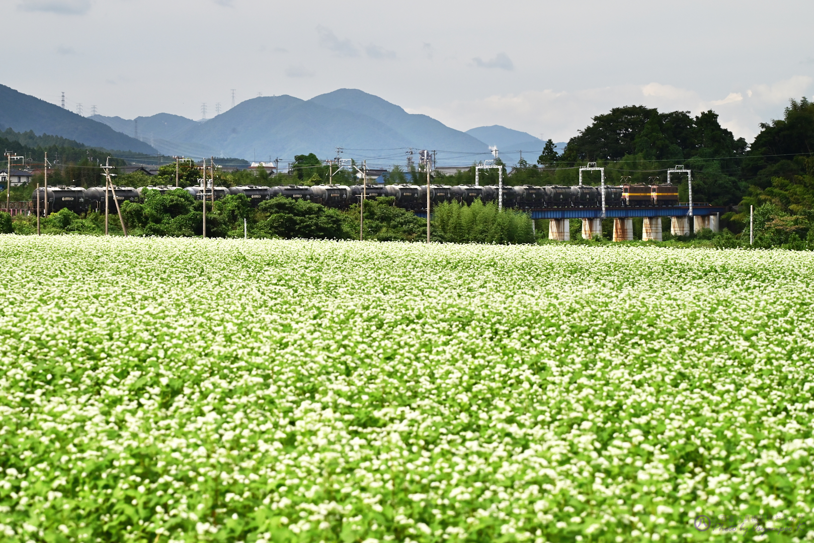 https://www.yaotomi.co.jp/blog/walk/DSC_1901%2CNIKON%20Z%205%2C122%20mm_2020yaotomi.jpg