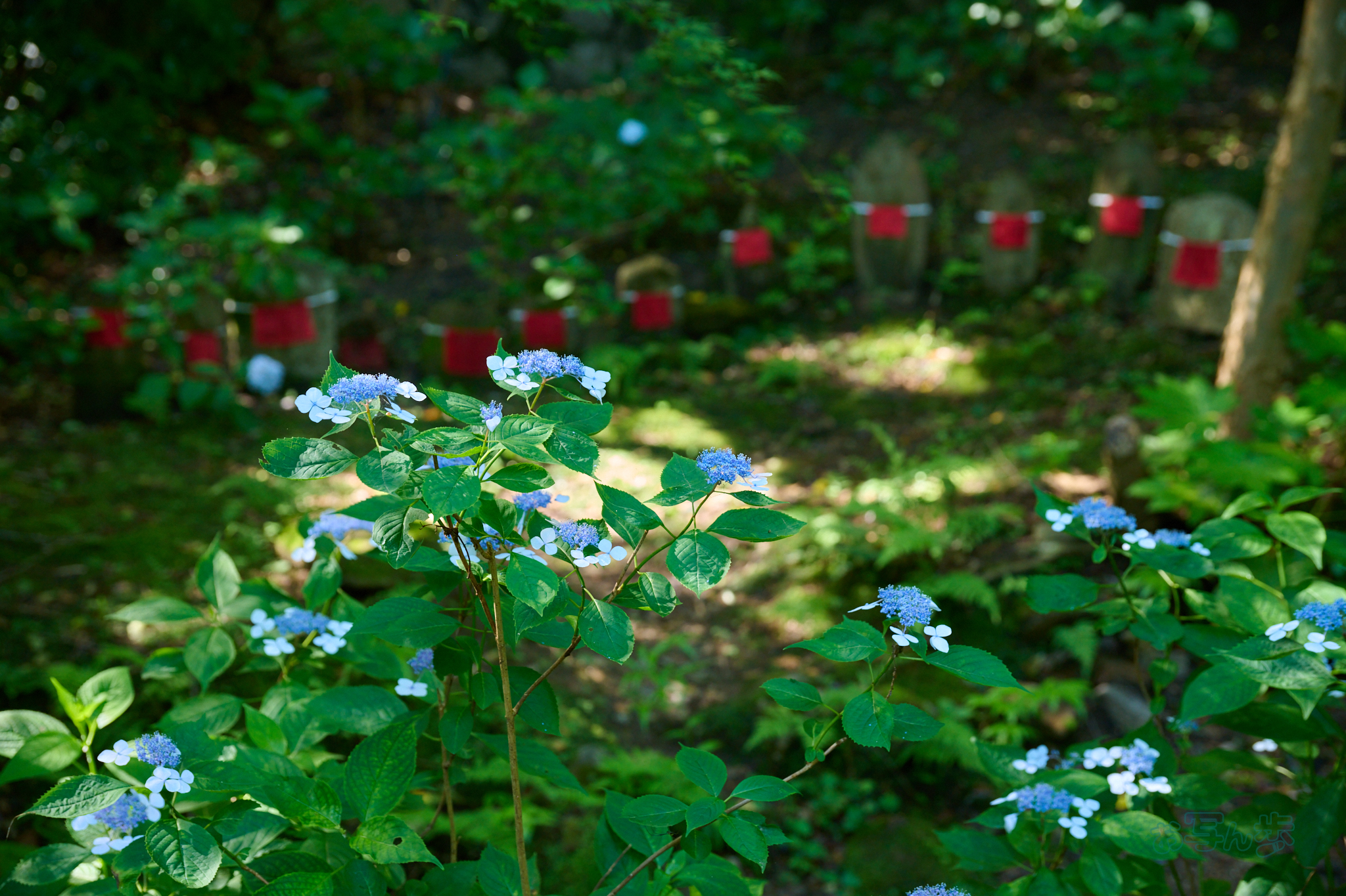 https://www.yaotomi.co.jp/blog/walk/DSC_1910co%2C64%20mm%2CF4.5%2Ciso800%2CNIKKOR%20Z%2024-120mm%20f-4%20S.jpg