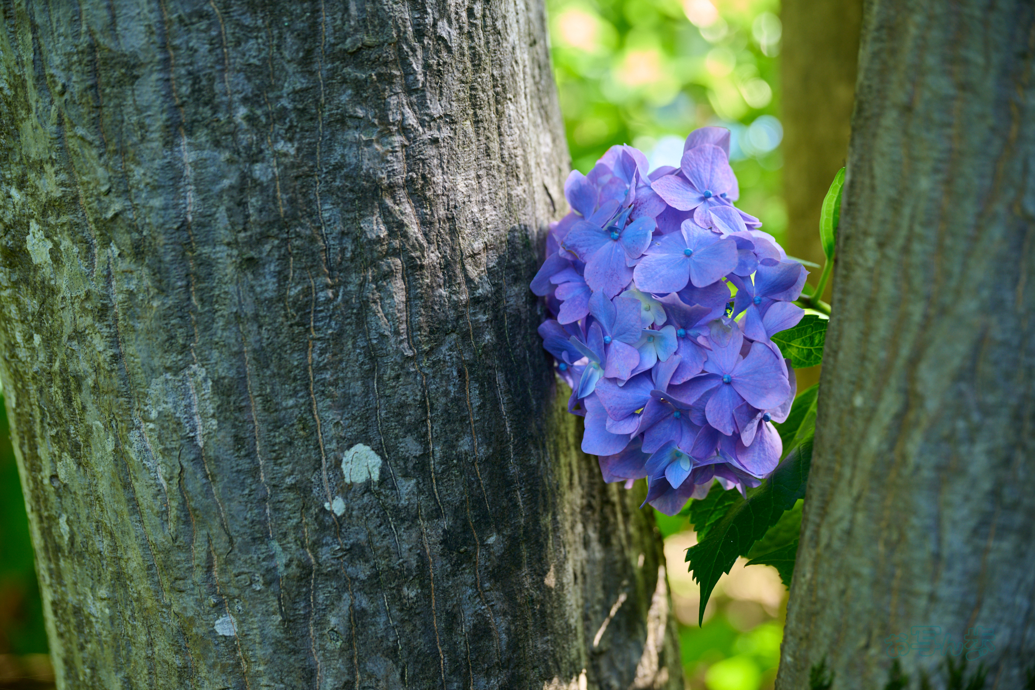 https://www.yaotomi.co.jp/blog/walk/DSC_1965co%2C67%20mm%2CF4%2Ciso200%2CNIKKOR%20Z%2024-120mm%20f-4%20S.jpg