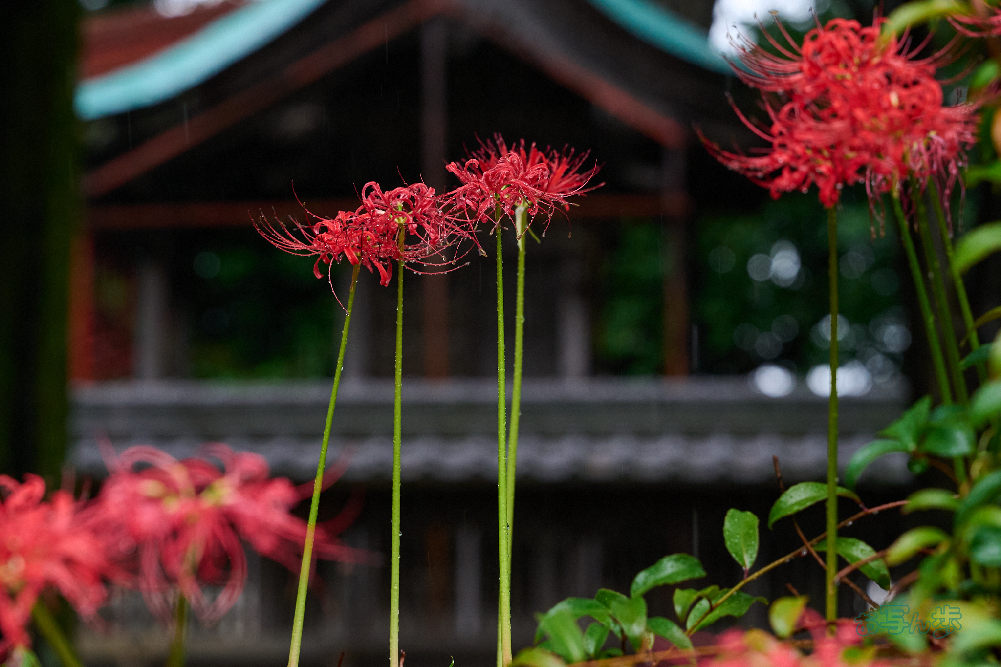 https://www.yaotomi.co.jp/blog/walk/DSC_1978co%2C180%20mm%2CF7.1%2Ciso2000%28RAW%20S%29.jpg