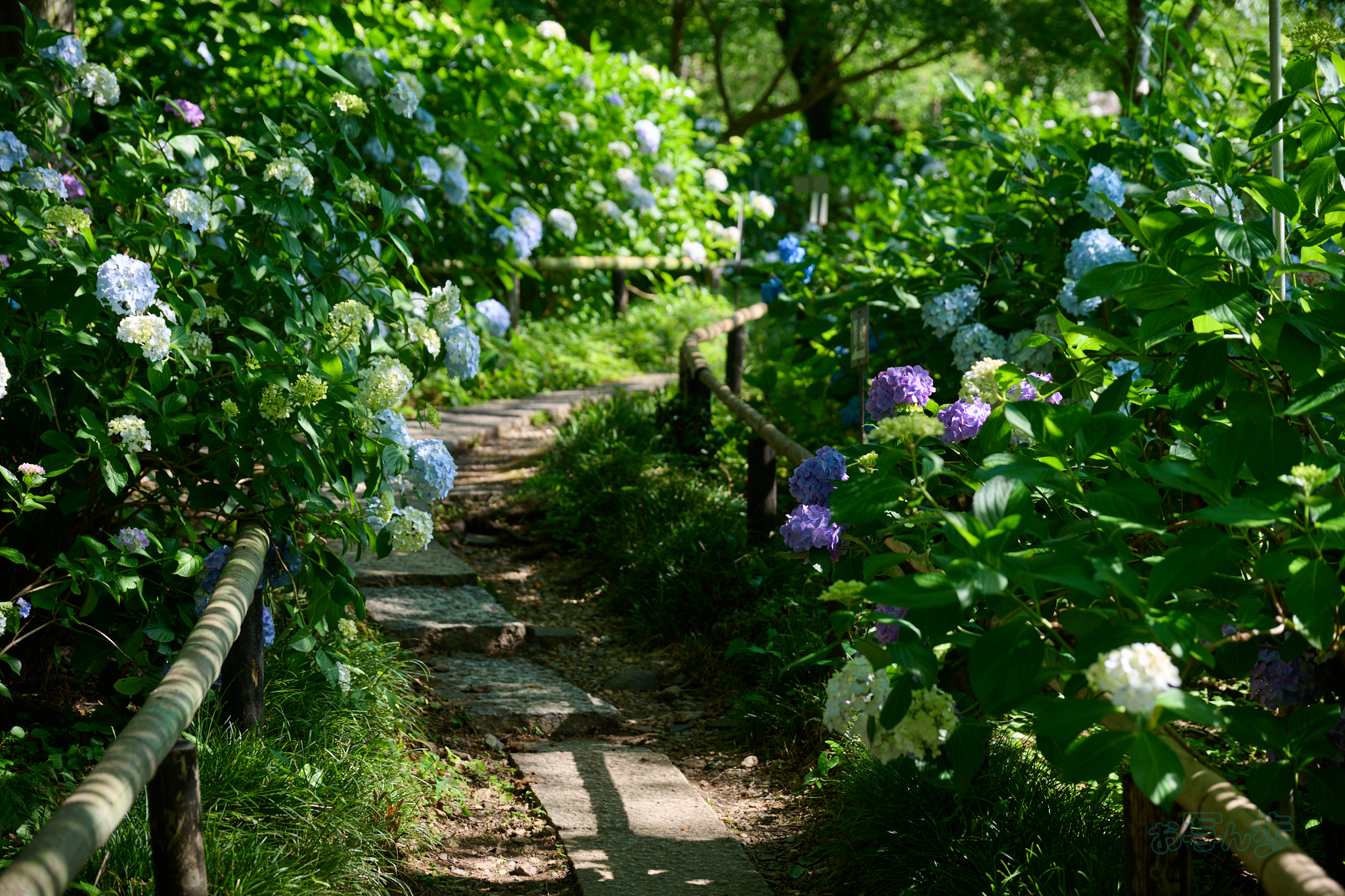 https://www.yaotomi.co.jp/blog/walk/DSC_1982co%2C73%20mm%2CF4%2Ciso100%2CNIKKOR%20Z%2024-120mm%20f-4%20S.jpg