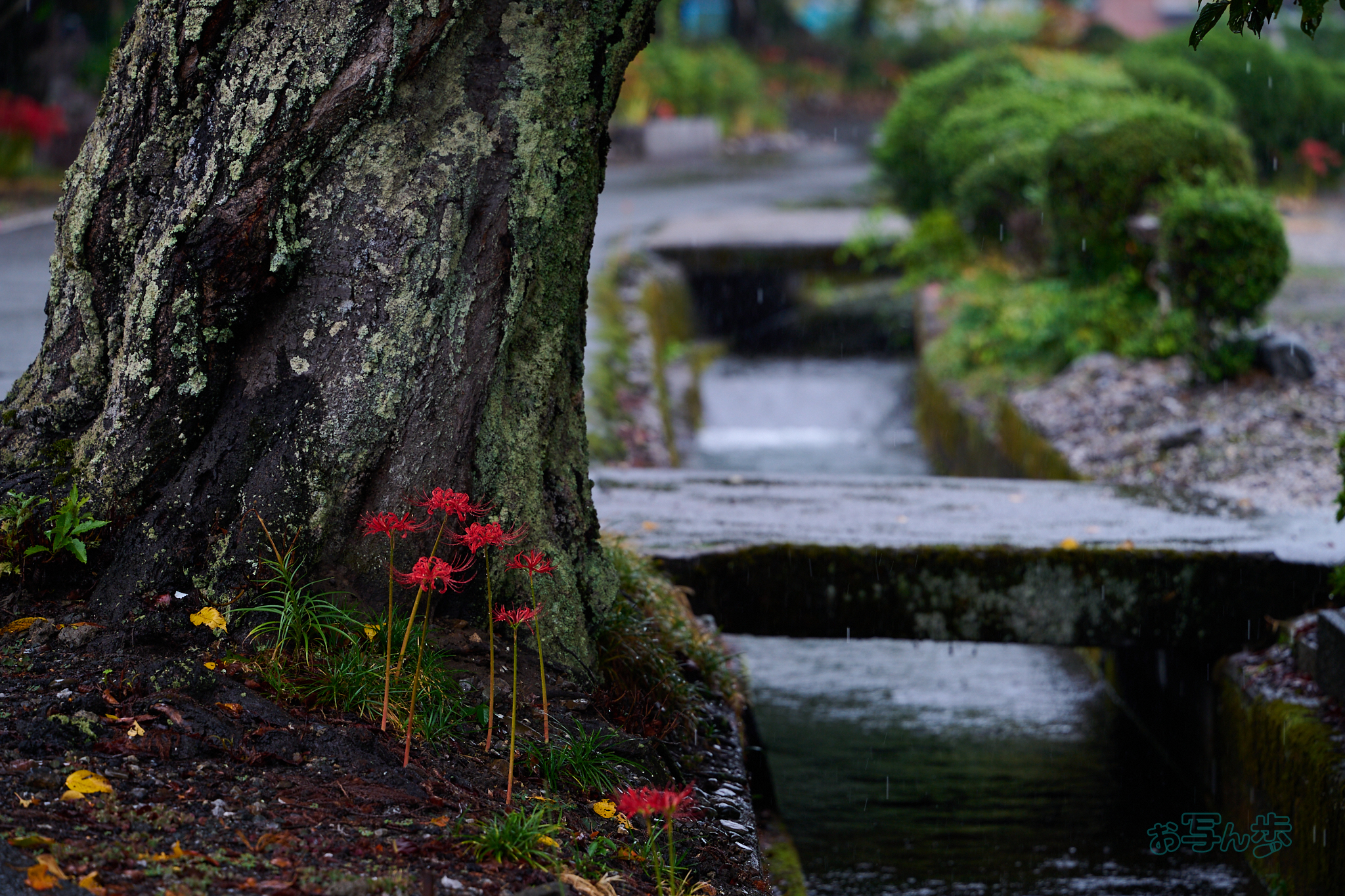 https://www.yaotomi.co.jp/blog/walk/DSC_2012co%2C180%20mm%2CF4.5%2Ciso280%28RAW%20S%29.jpg