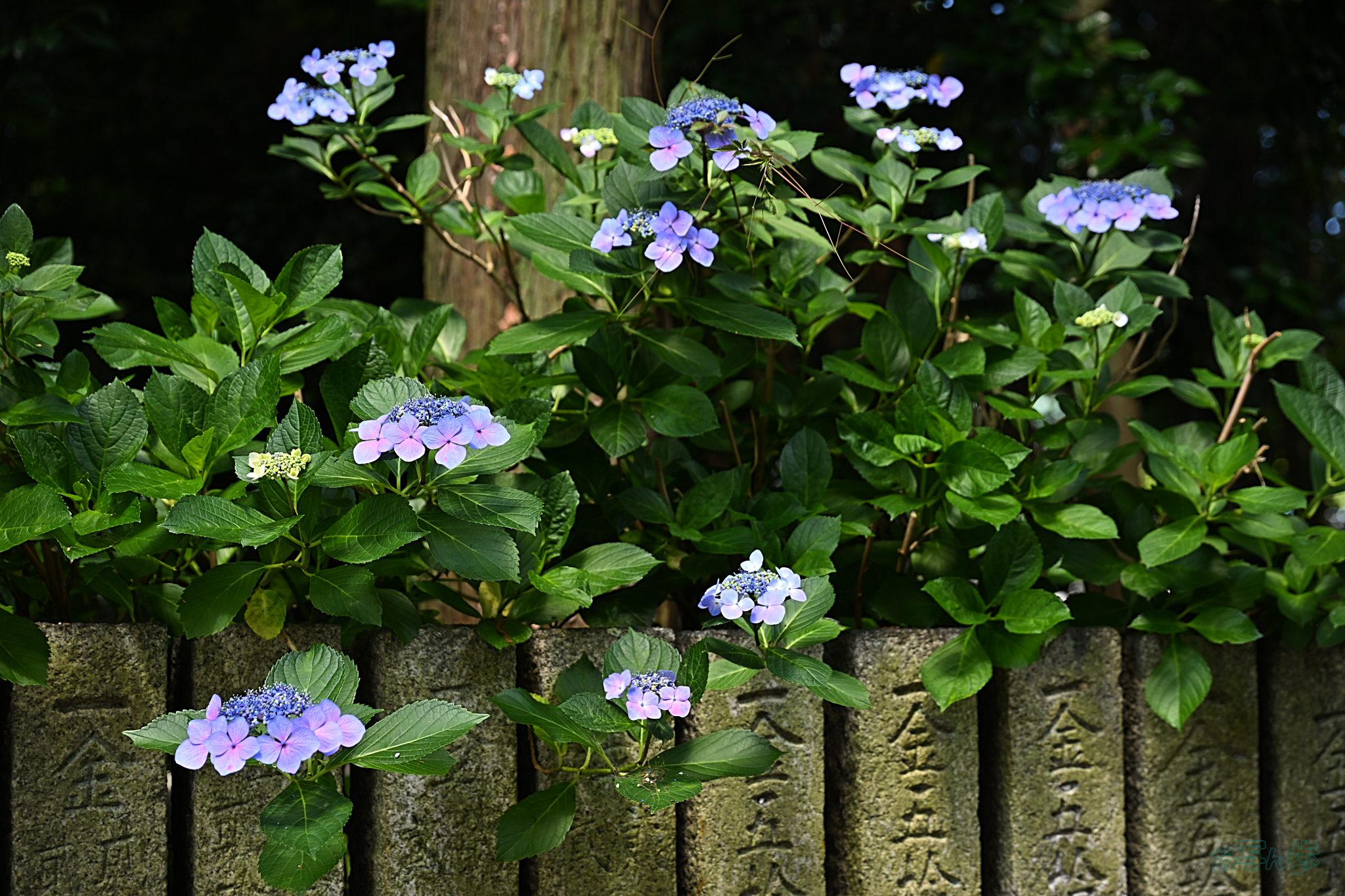 https://www.yaotomi.co.jp/blog/walk/DSC_2036%2C73%20mm%2CF4%2Ciso100%28JPEG%29.jpg