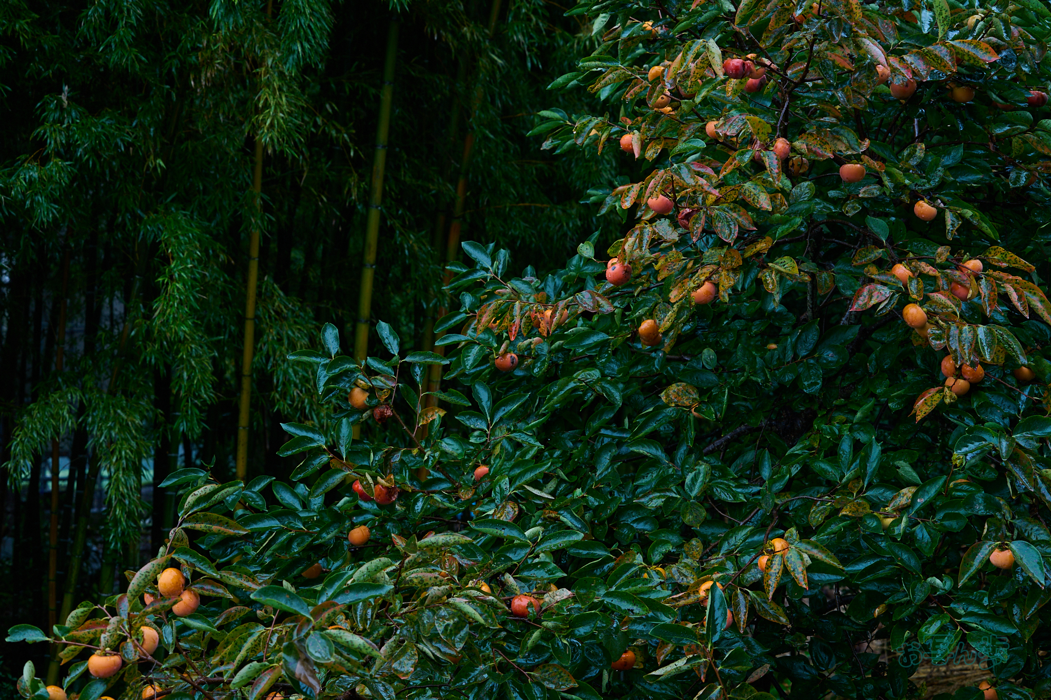 https://www.yaotomi.co.jp/blog/walk/DSC_2042co%2C70%20mm%2CF5.6%2Ciso220%28RAW%20S%29.jpg
