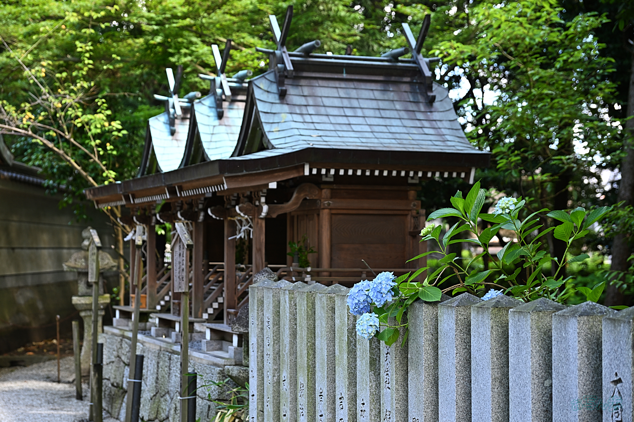 https://www.yaotomi.co.jp/blog/walk/DSC_2045%2C71%20mm%2CF4%2Ciso180%28JPEG%29.jpg