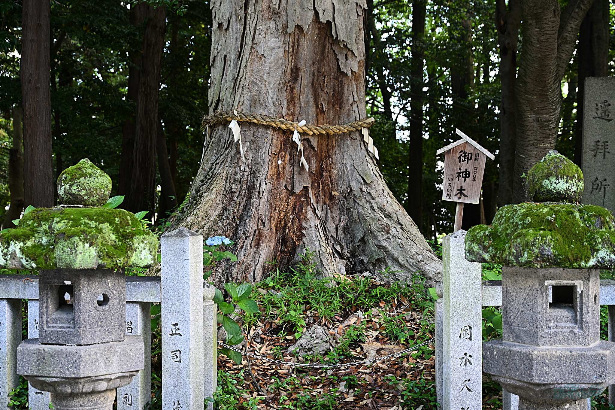 https://www.yaotomi.co.jp/blog/walk/DSC_2048%2C49%20mm%2CF4%2Ciso220%28JPEG%29.jpg