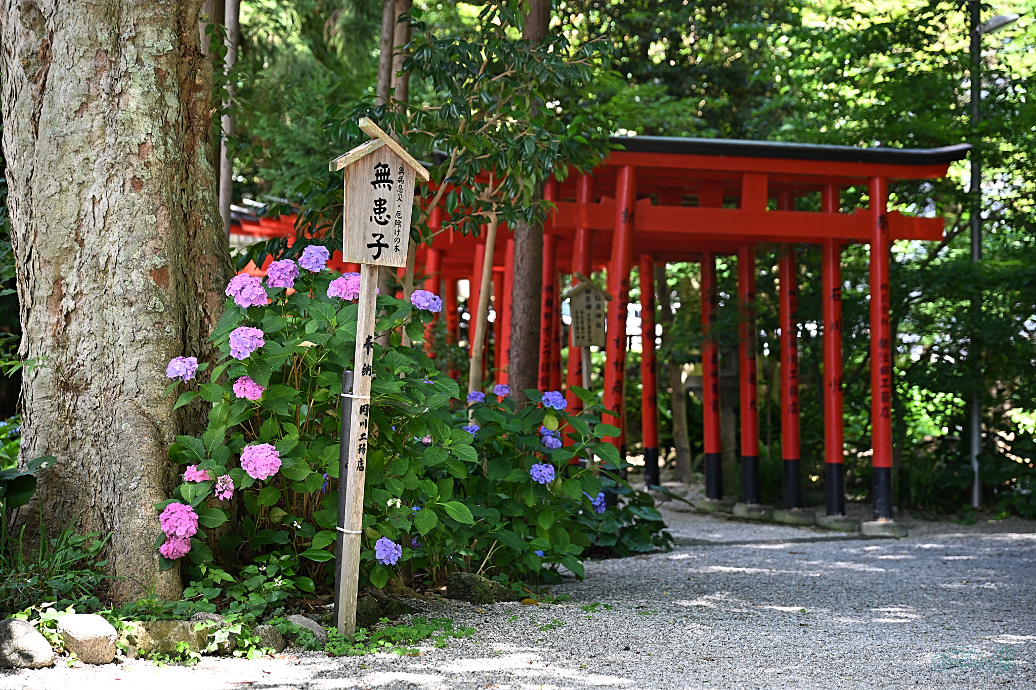 https://www.yaotomi.co.jp/blog/walk/DSC_2060%2C80%20mm%2CF4%2Ciso180%28JPEG%29.jpg