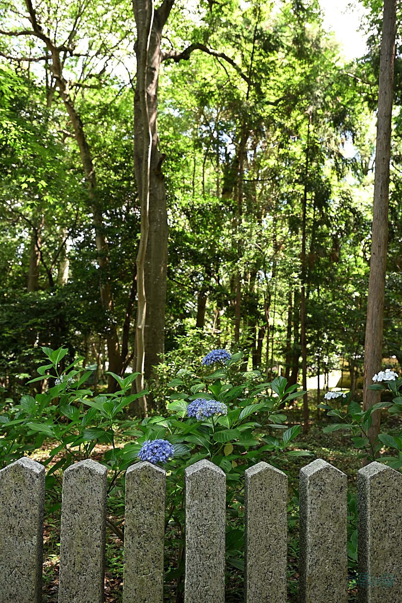 https://www.yaotomi.co.jp/blog/walk/DSC_2087%2C38%20mm%2CF4%2Ciso125%28JPEG%29.jpg