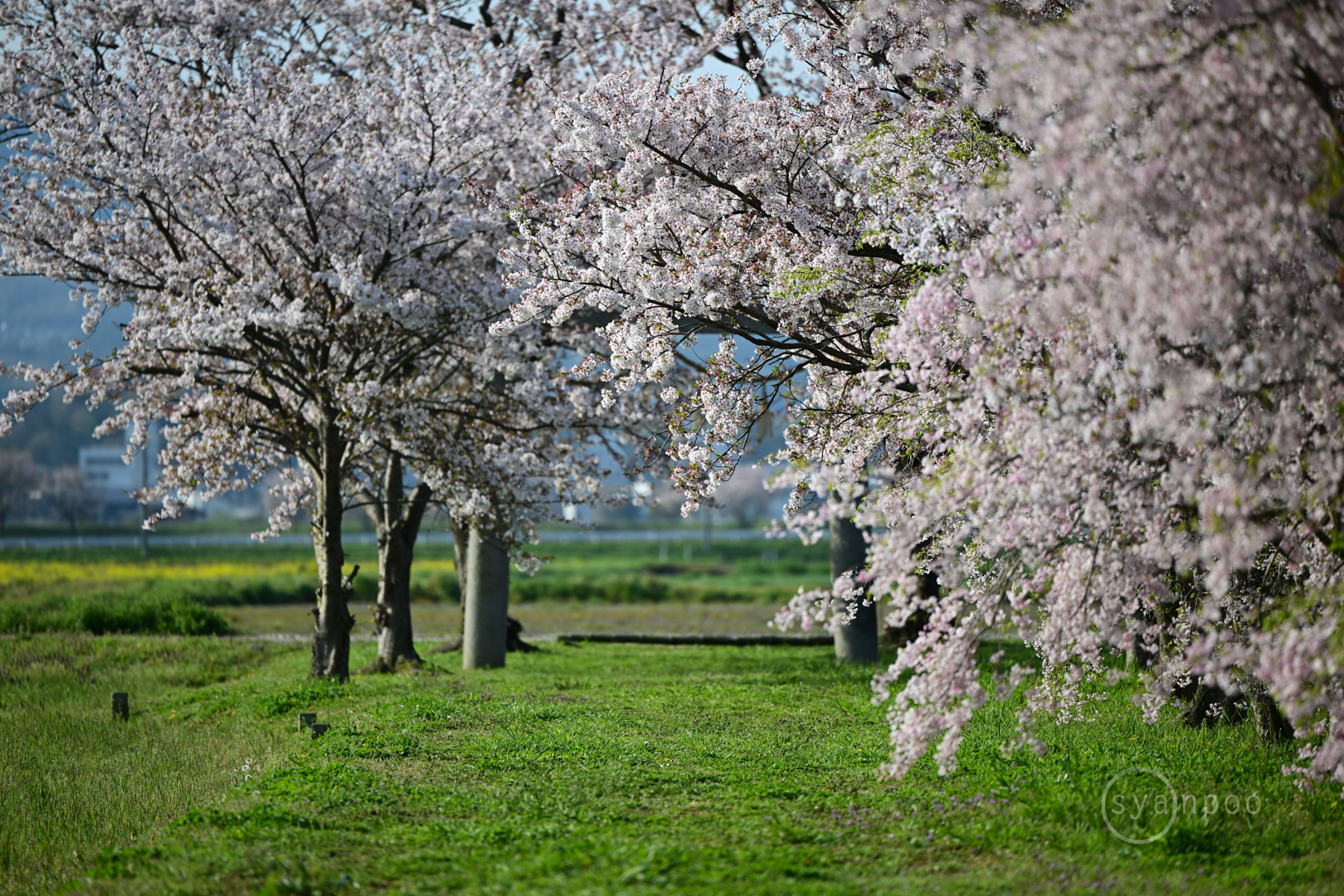 https://www.yaotomi.co.jp/blog/walk/DSC_2094%2C200%20mm%2CF2.8%2Ciso100%28JPEG%29.jpg