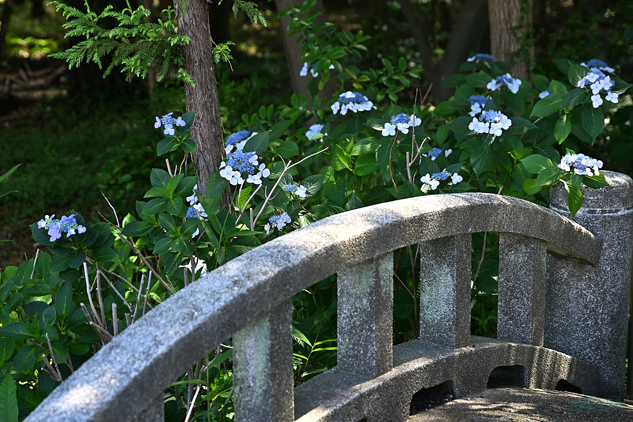 https://www.yaotomi.co.jp/blog/walk/DSC_2094%2C75%20mm%2CF4%2Ciso110%28JPEG%29.jpg