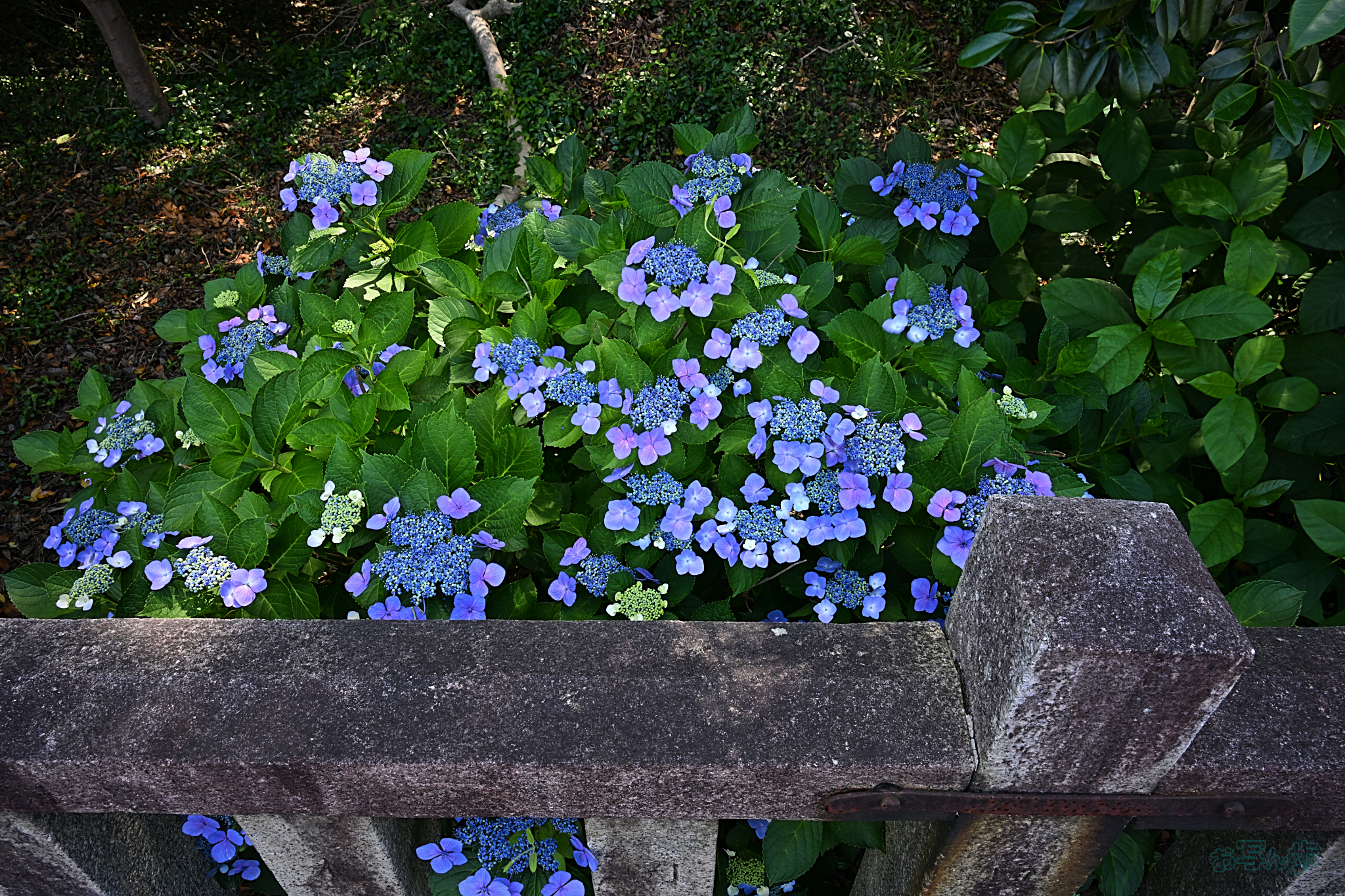 https://www.yaotomi.co.jp/blog/walk/DSC_2106%2C24%20mm%2CF13%2Ciso220%28JPEG%29.jpg
