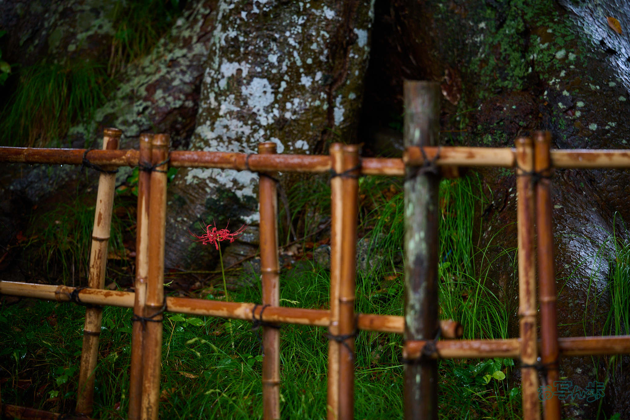 https://www.yaotomi.co.jp/blog/walk/DSC_2106co%2C90%20mm%2CF2.8%2Ciso560%28RAW%20S%29.jpg