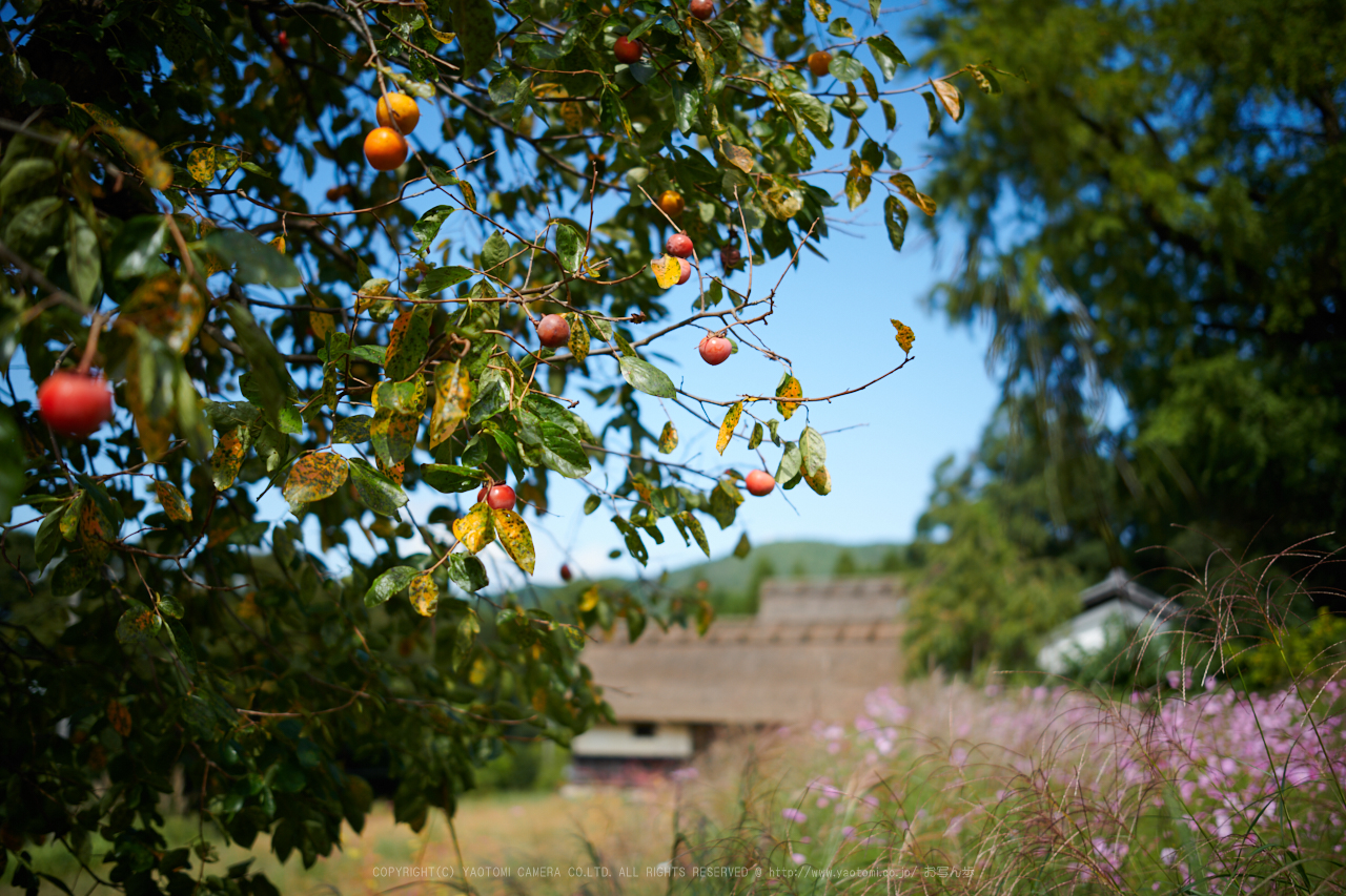 https://www.yaotomi.co.jp/blog/walk/DSC_2109%2C35%20mm%2C17-09-30_yaotomi.jpg