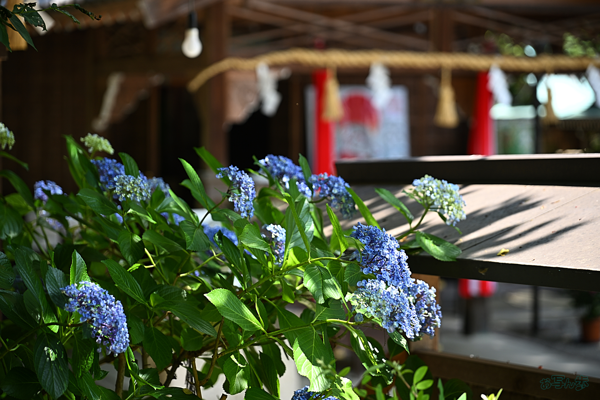 https://www.yaotomi.co.jp/blog/walk/DSC_2120%2C115%20mm%2CF4%2Ciso100%28JPEG%29.jpg
