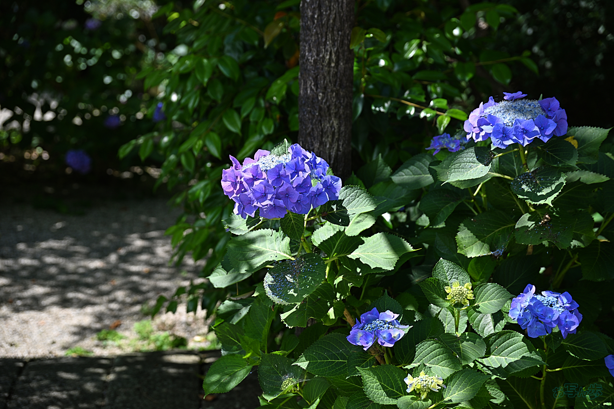https://www.yaotomi.co.jp/blog/walk/DSC_2122%2C72%20mm%2CF4%2Ciso100%28JPEG%29.jpg