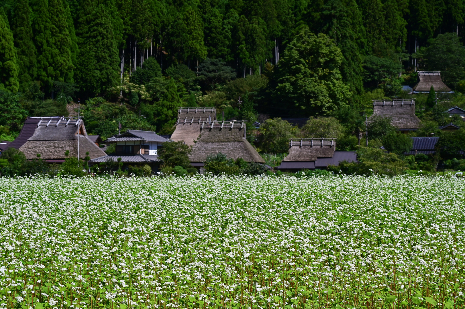 https://www.yaotomi.co.jp/blog/walk/DSC_2124%2C78%20mm%2CF18%2C1-100%20%E7%A7%92%2Ciso320%28JPEG%29.jpg
