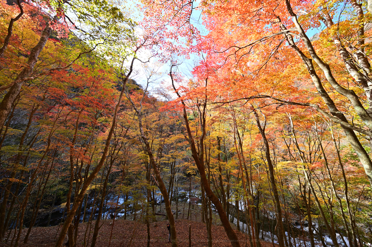 https://www.yaotomi.co.jp/blog/walk/DSC_2133NX-D_14%20mm%28F10%29iso100_2018yaotomi.jpg