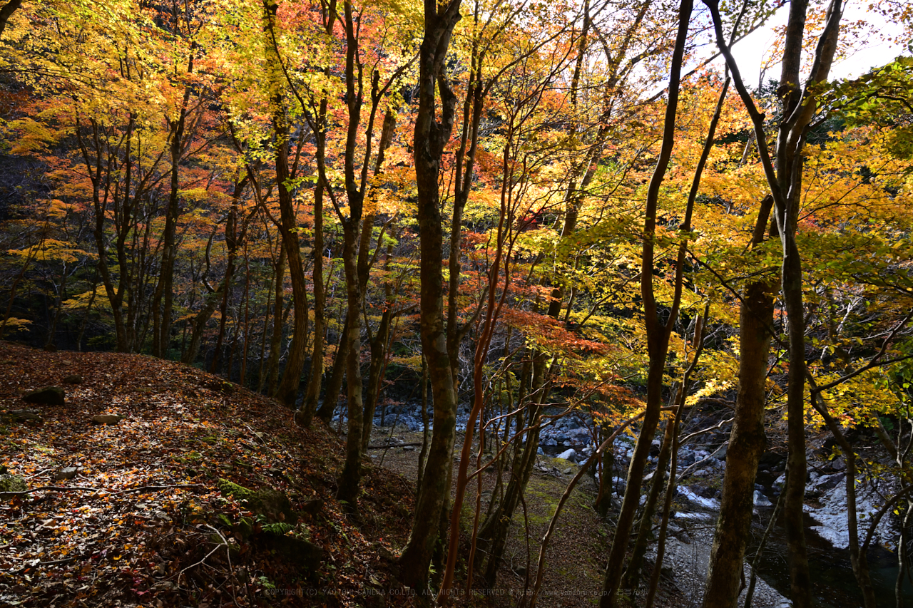 https://www.yaotomi.co.jp/blog/walk/DSC_2154NX-D_24%20mm%28F14%29iso200_2018yaotomi.jpg