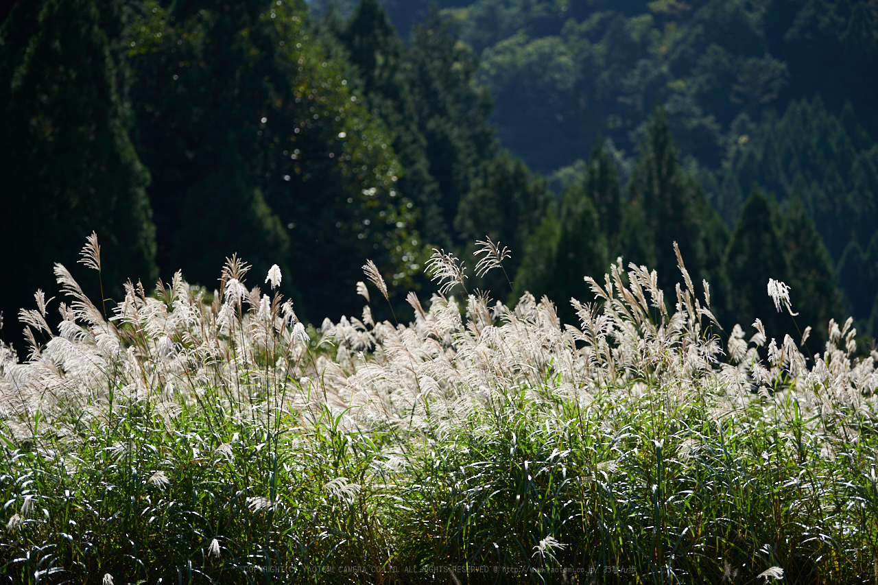 https://www.yaotomi.co.jp/blog/walk/DSC_2160%2C120%20mm%2C17-09-30_yaotomi.jpg