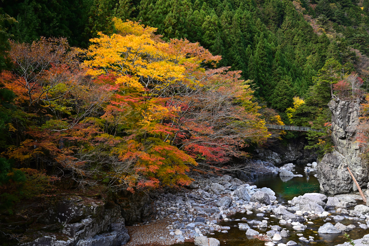 https://www.yaotomi.co.jp/blog/walk/DSC_2179NX-D_44%20mm%28F9%29iso280_2018yaotomi.jpg