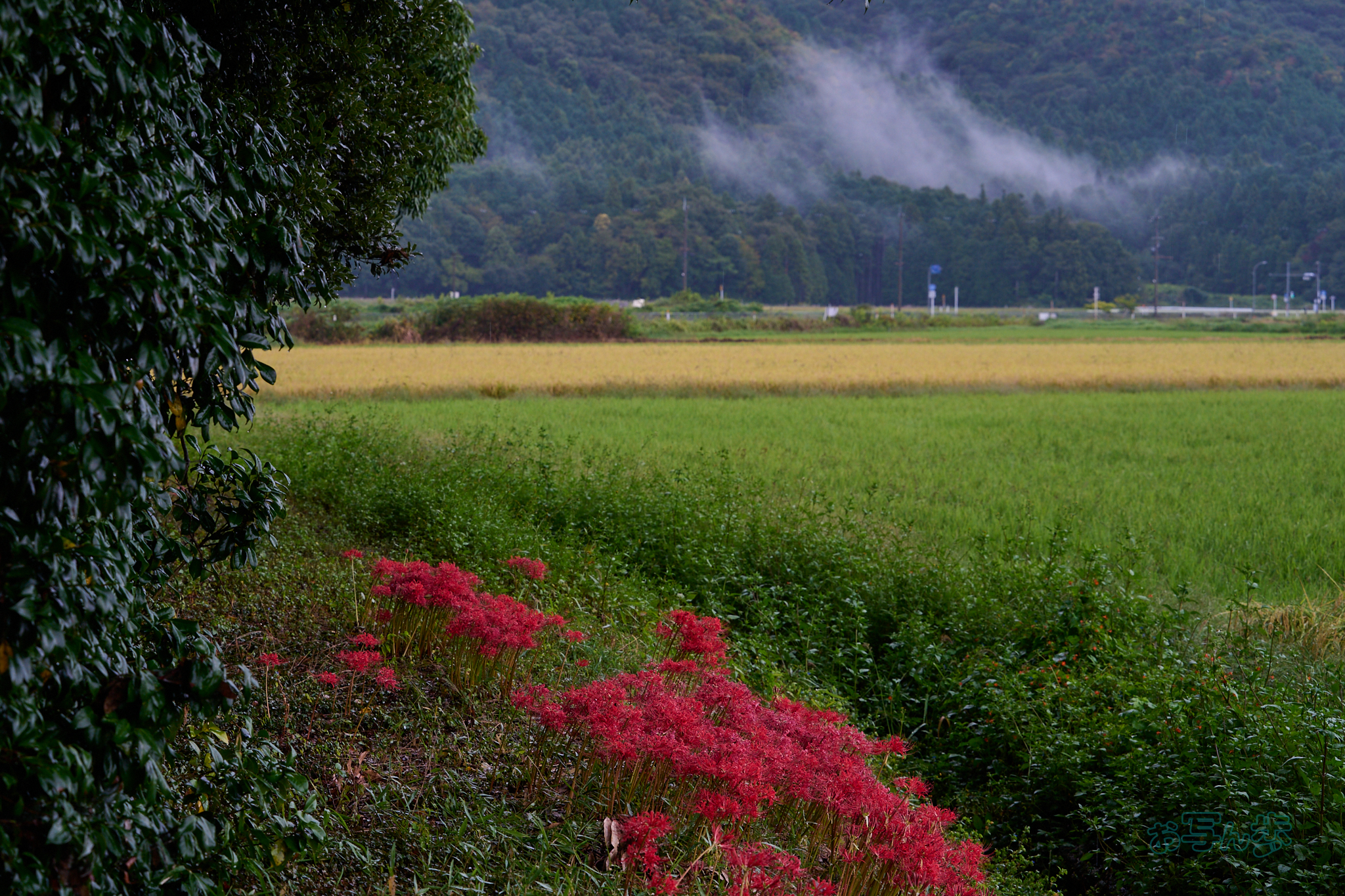 https://www.yaotomi.co.jp/blog/walk/DSC_2195co%2C70%20mm%2CF6.3%2Ciso360%28RAW%20S%29.jpg