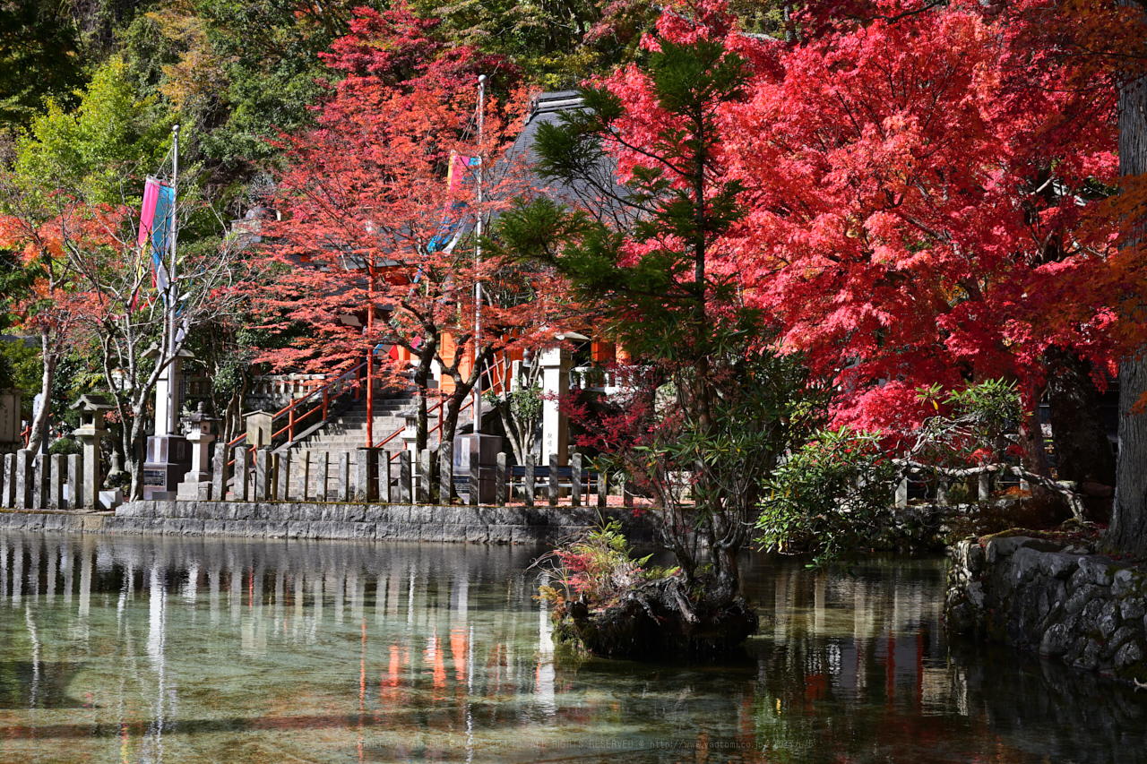 https://www.yaotomi.co.jp/blog/walk/DSC_2210NX-D_47%20mm%28F9%29iso100_2018yaotomi.jpg